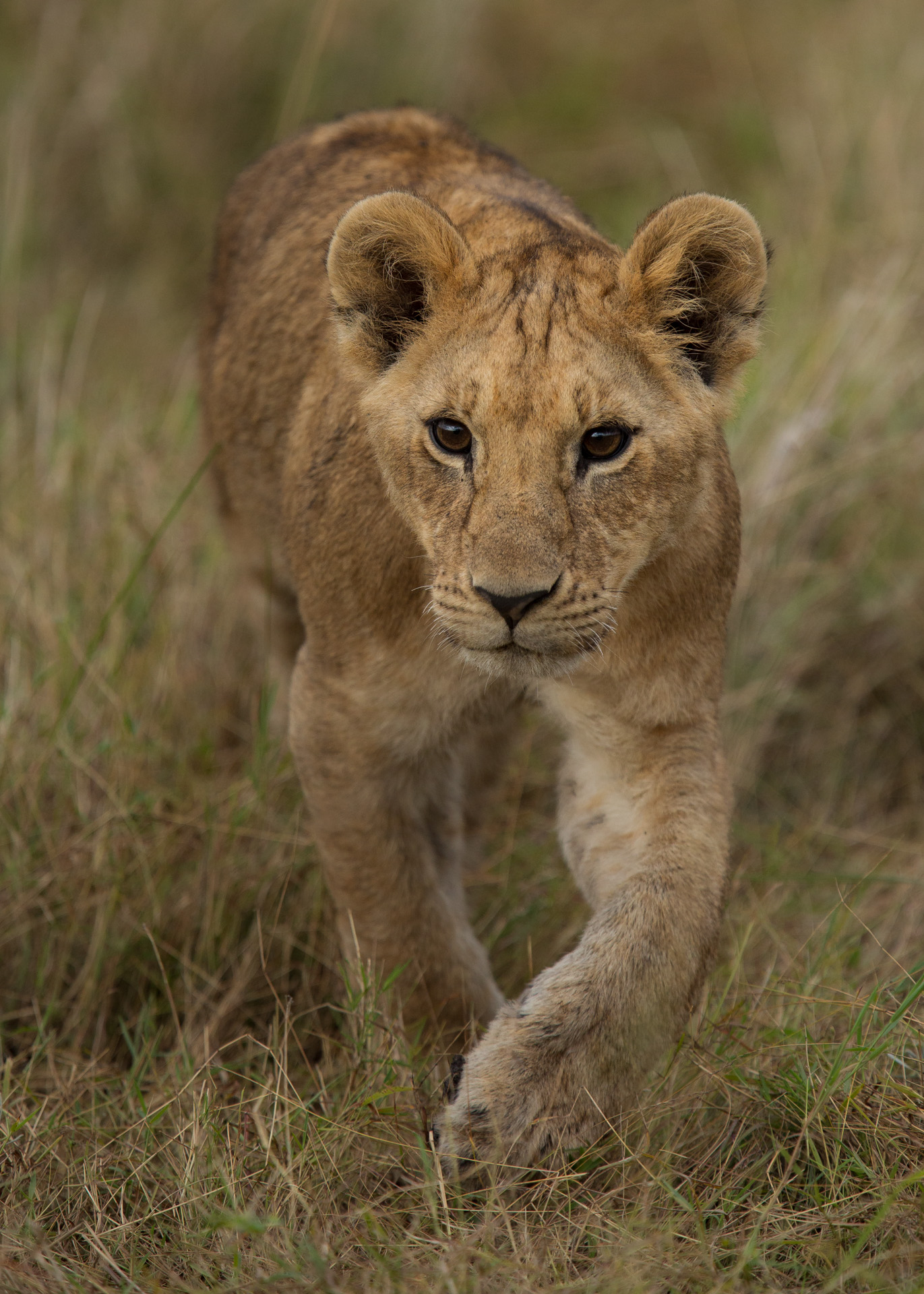 lion cub walking