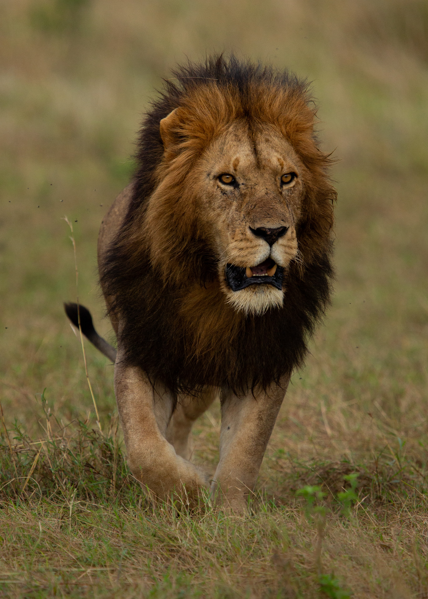 male lion walking