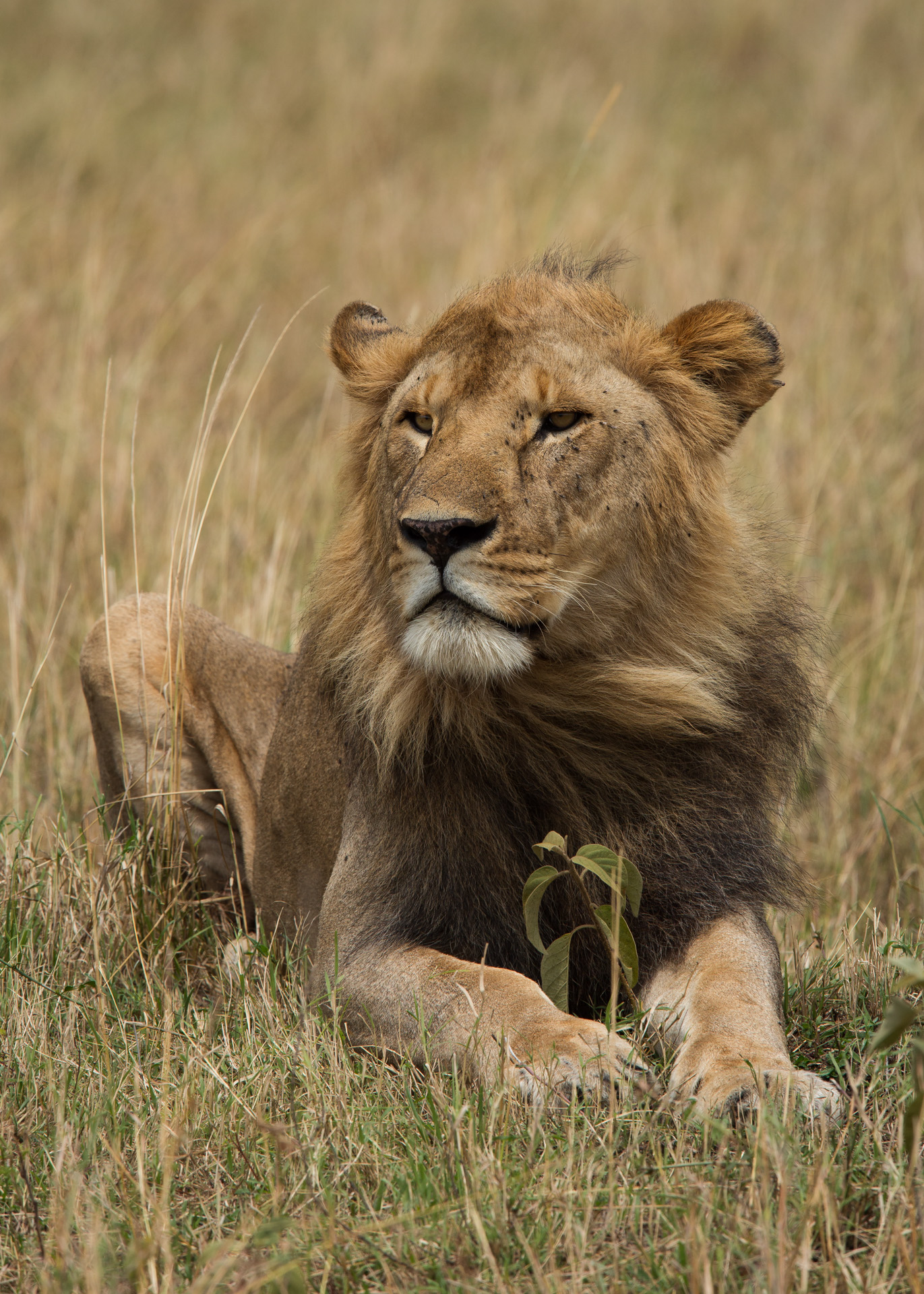 male lion short mane