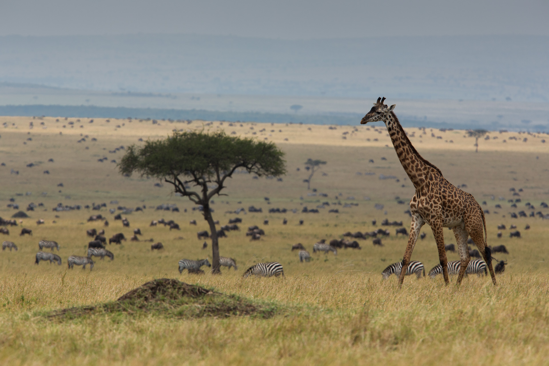 giraffe in the landscape