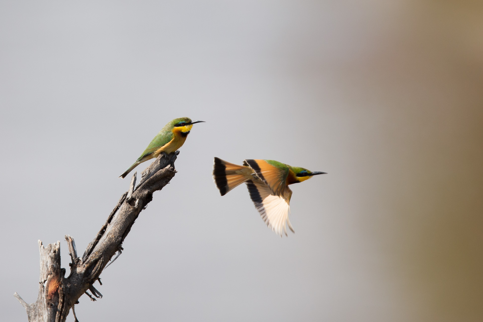 bee eaters