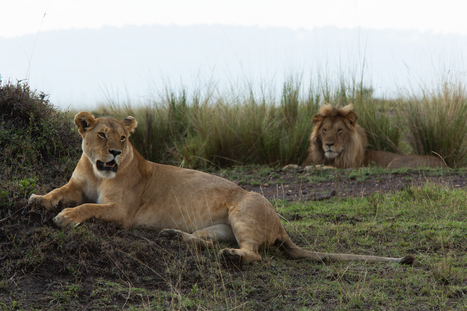 female and male lions