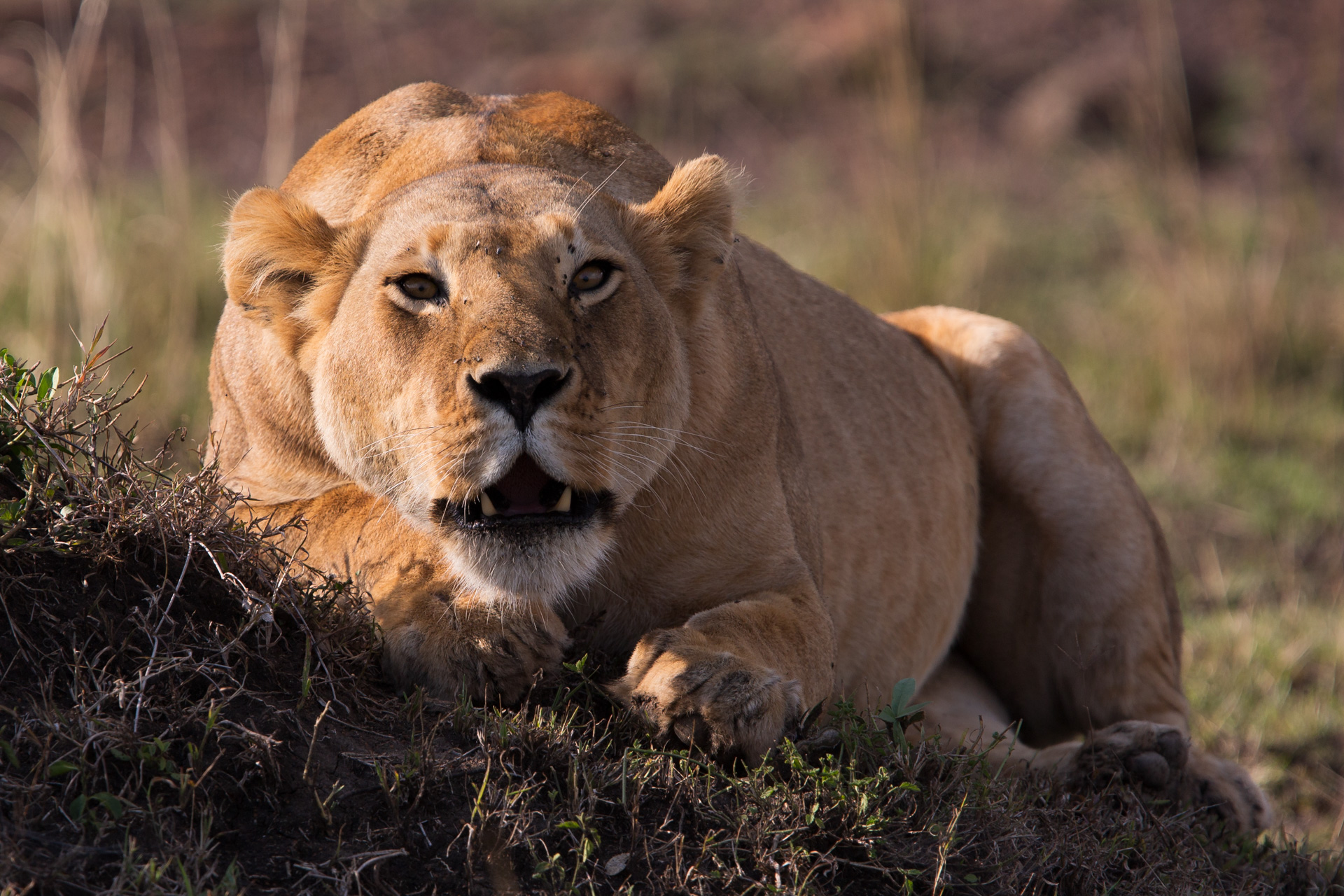 lioness roaring