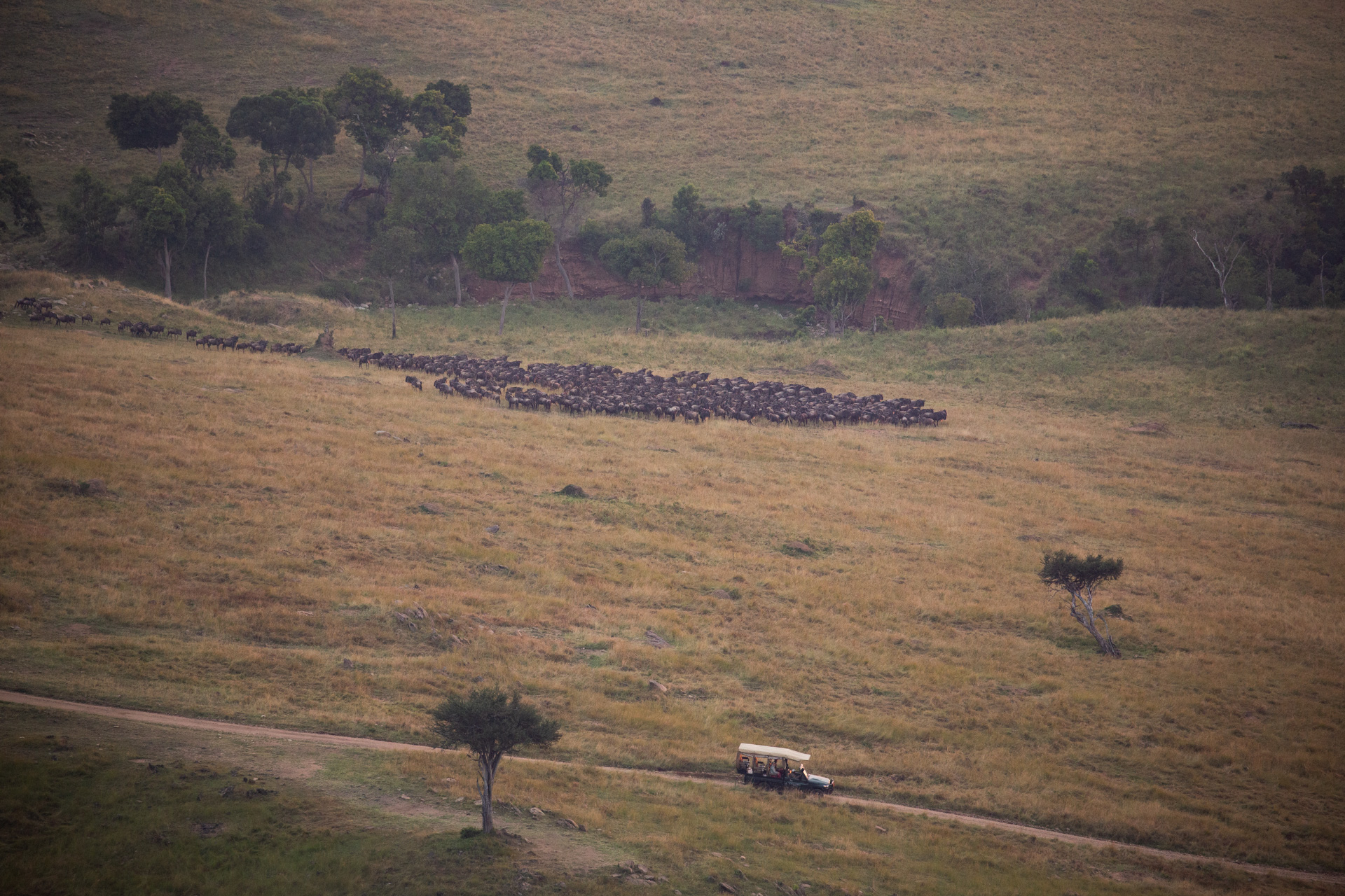 car and wildebeest 