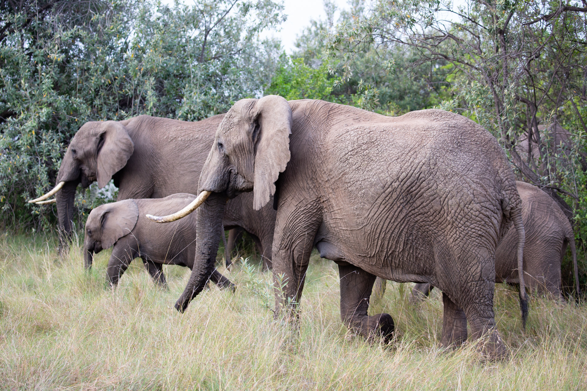 elephants