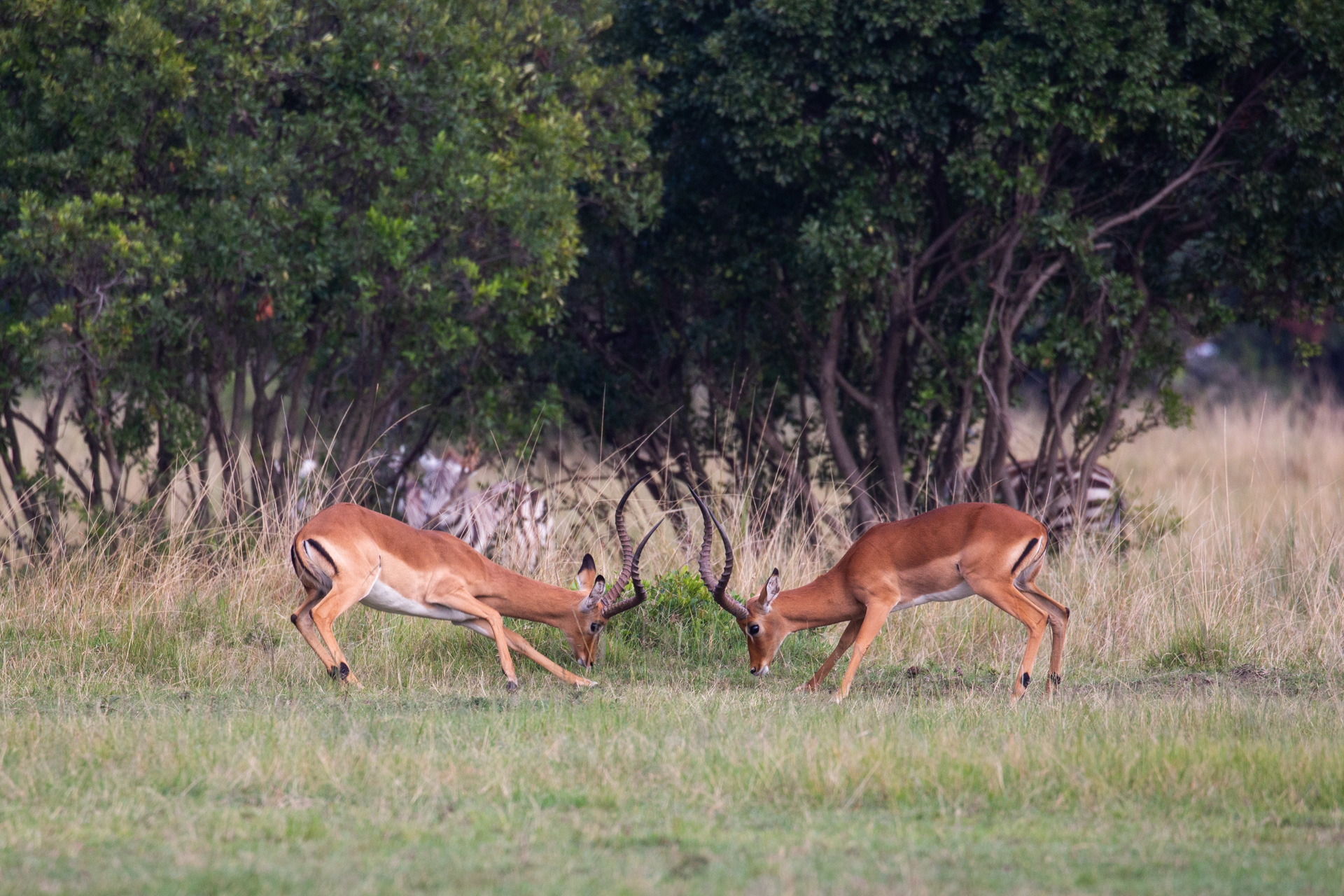 impala fight