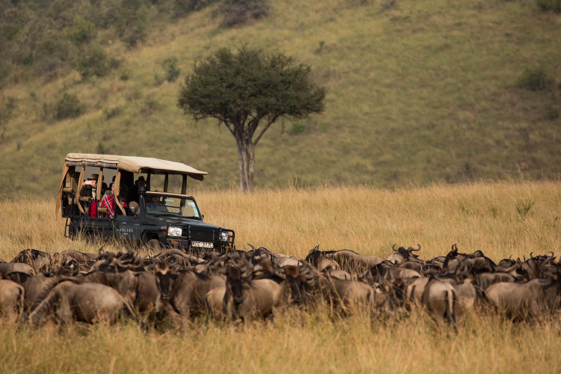 game vehicle and wildebeest