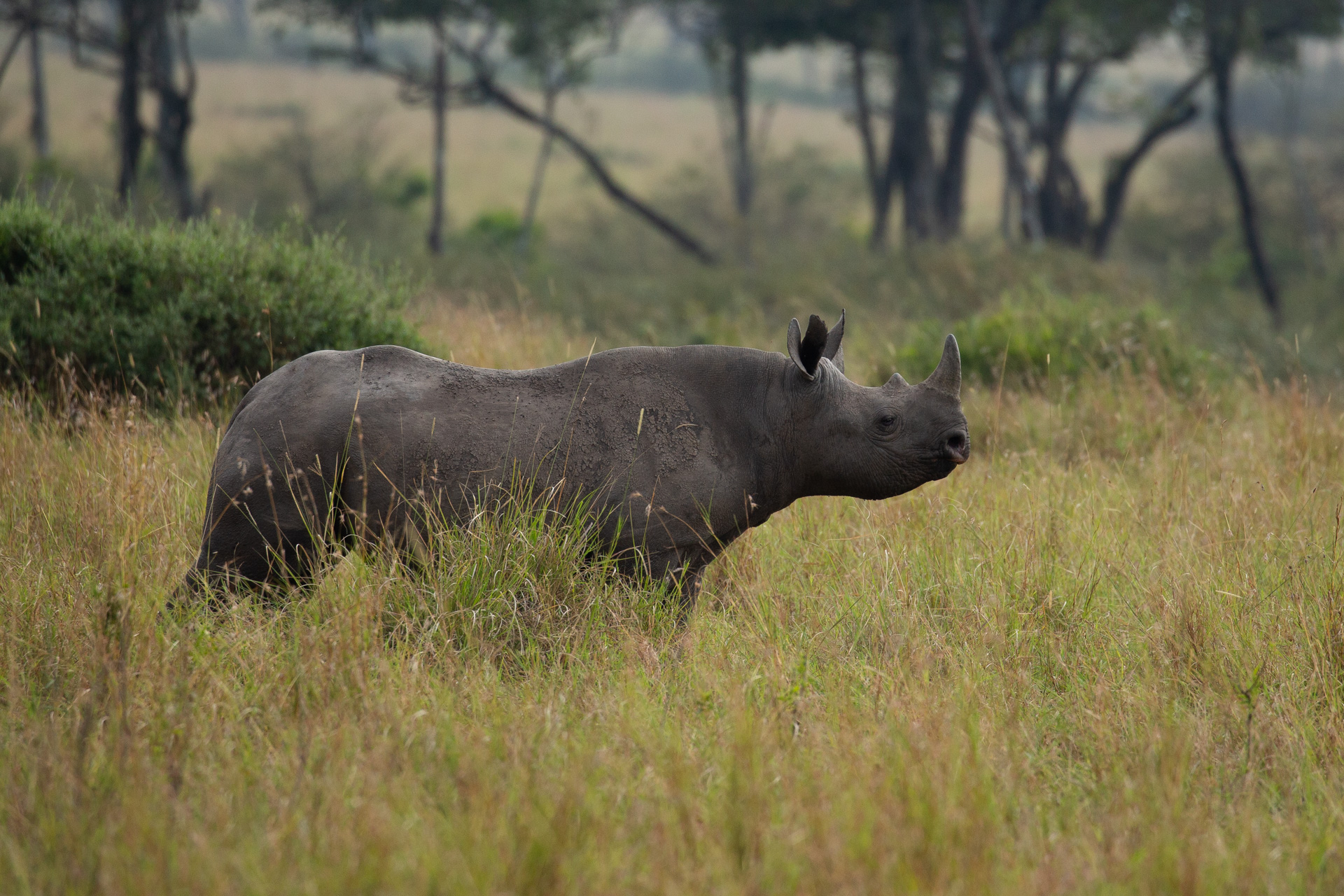 black rhino