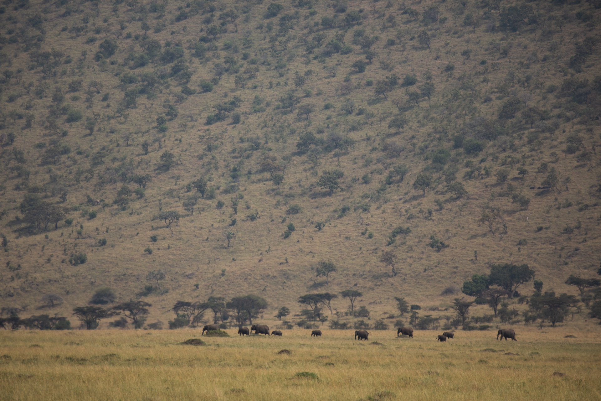 elephant on the escarpment