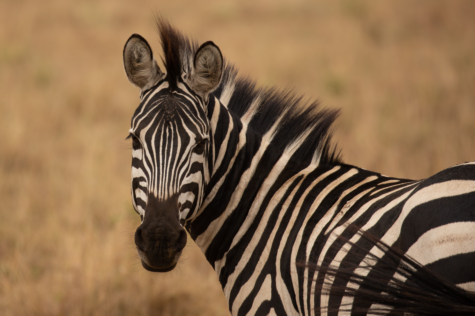 zebra