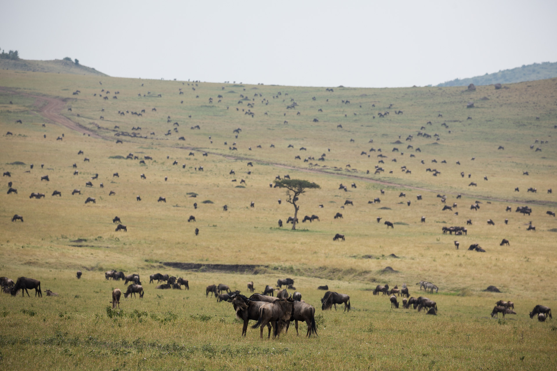 migration in landscape