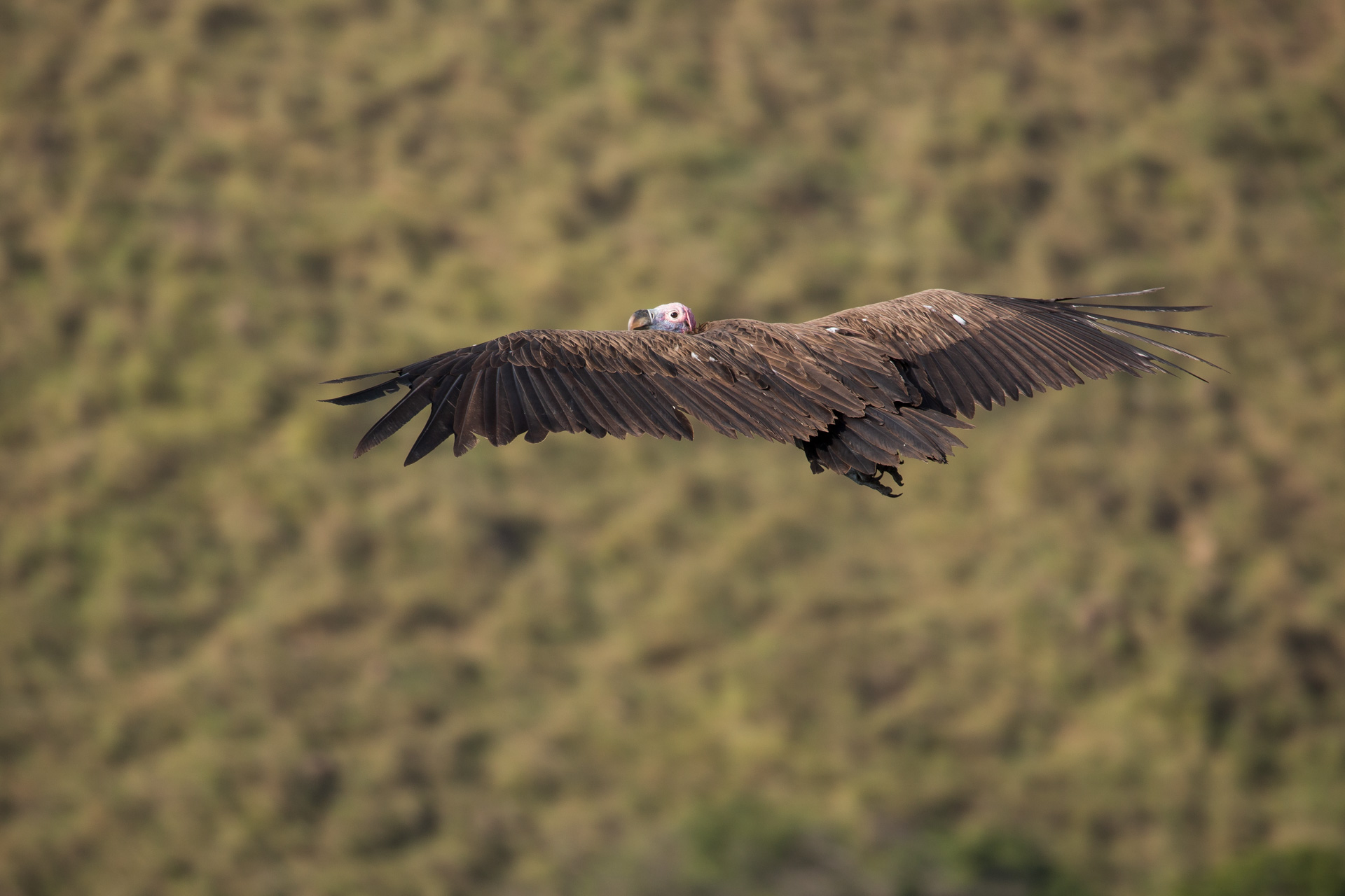 vulture in flight