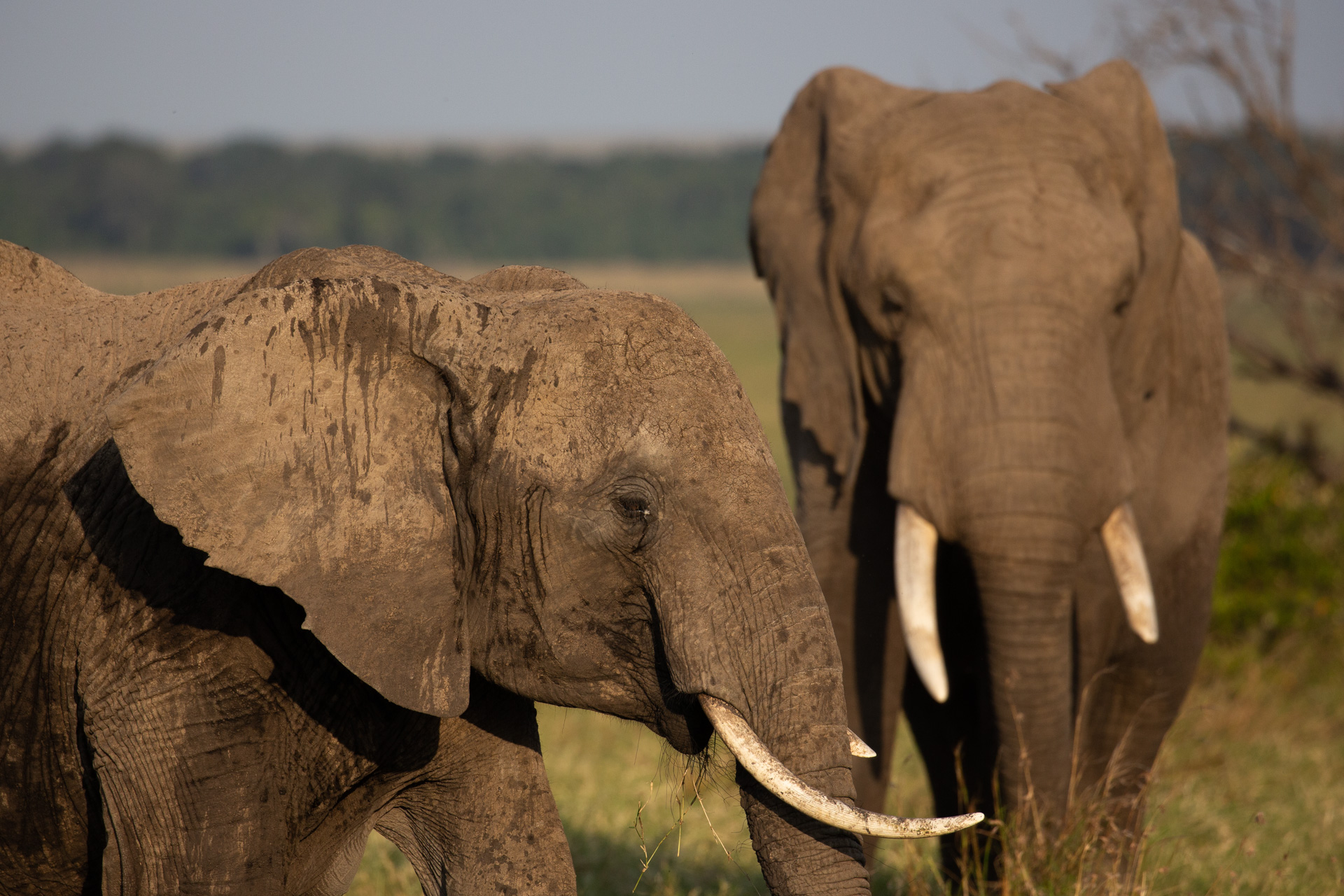 elephants close up