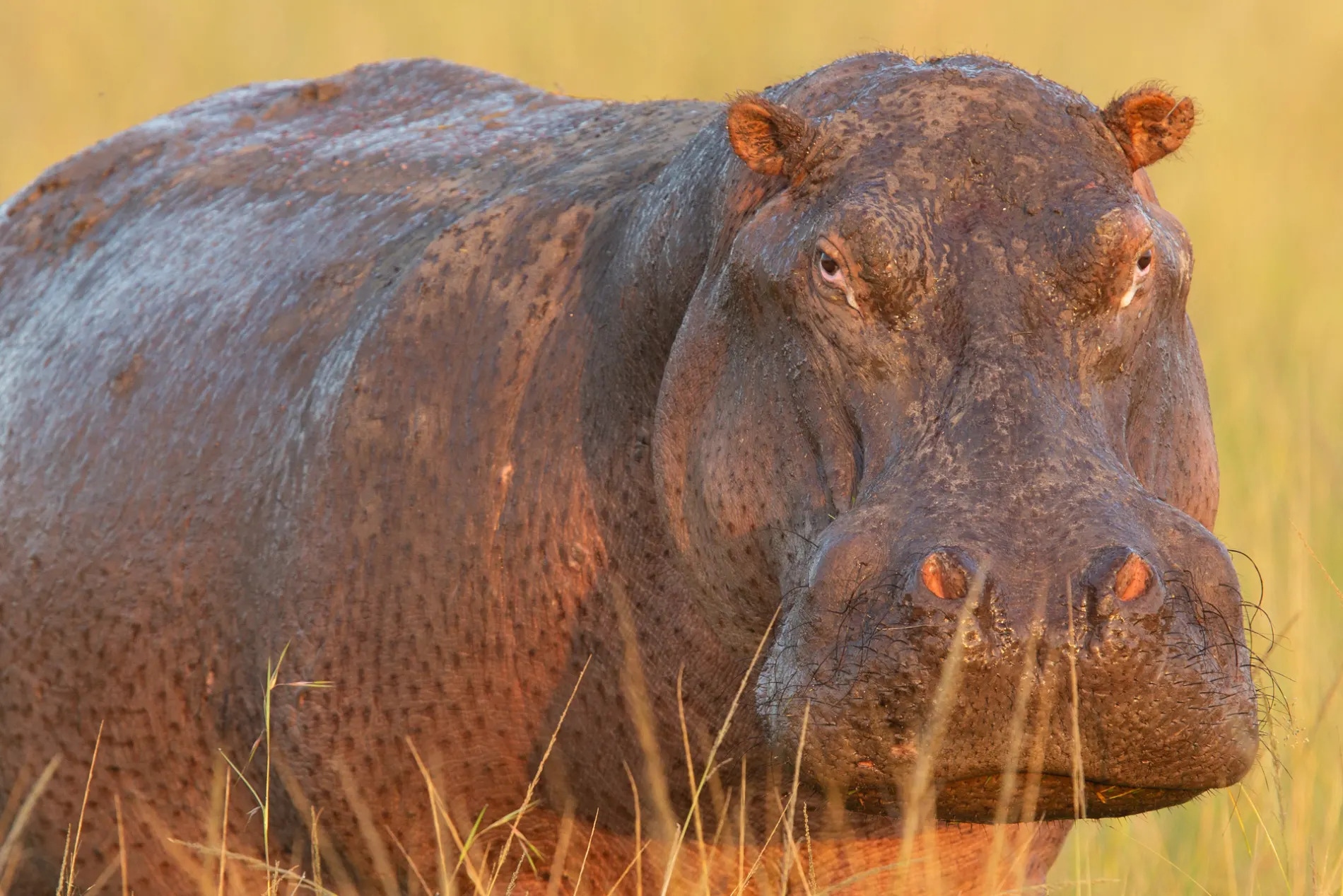 Hippo close up 