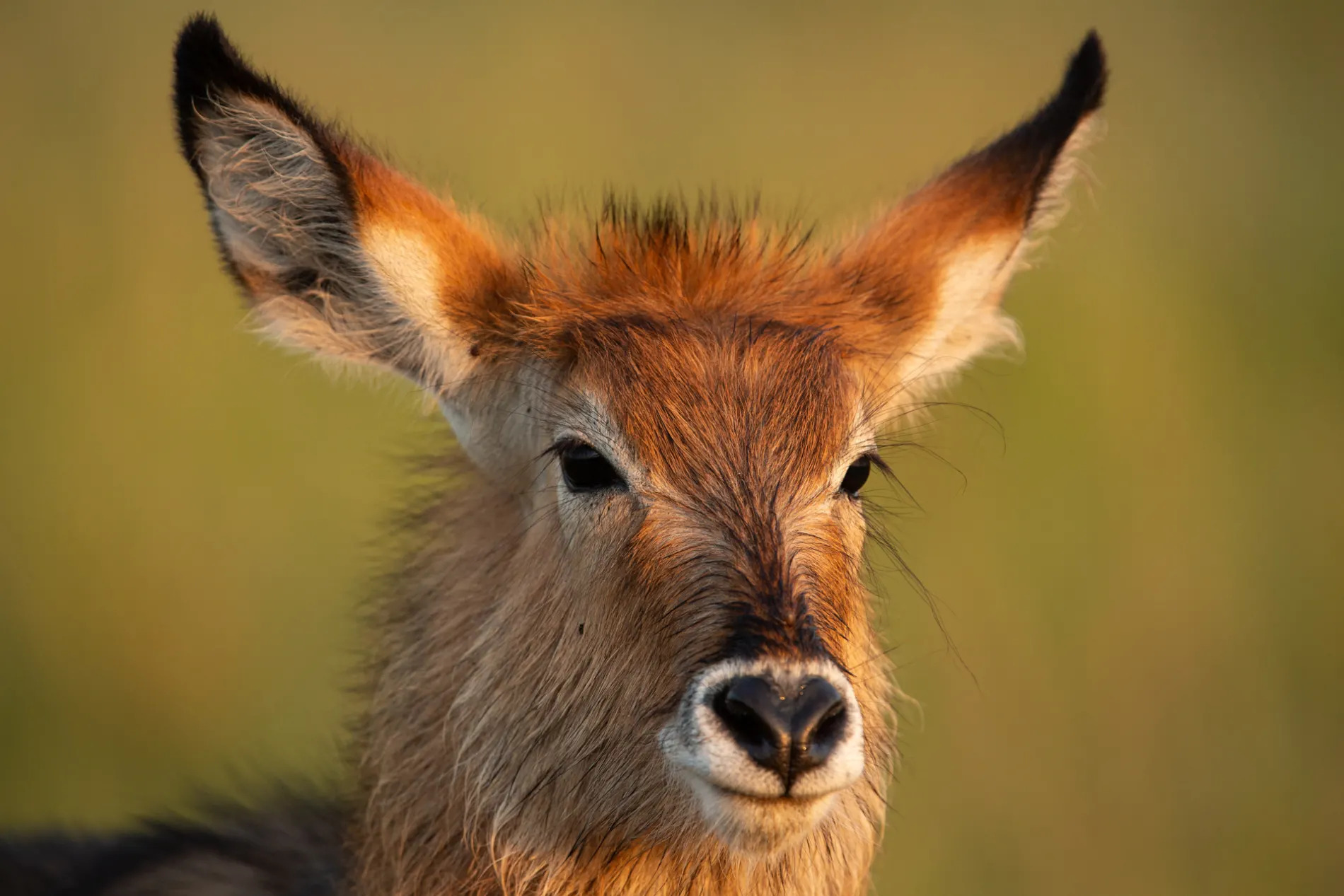Waterbuck
