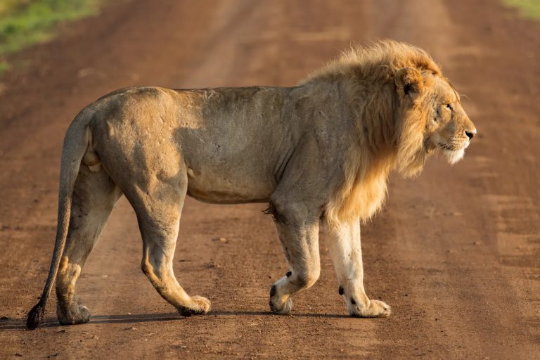 Lion in road