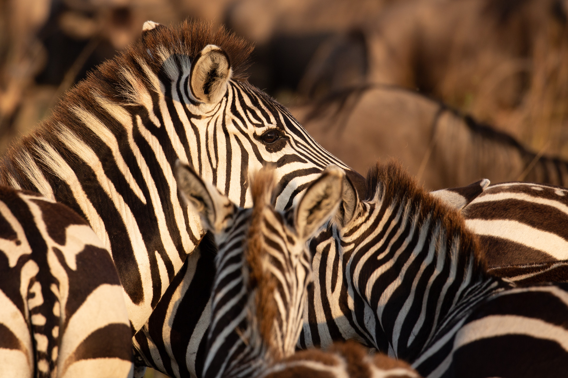 zebra herd