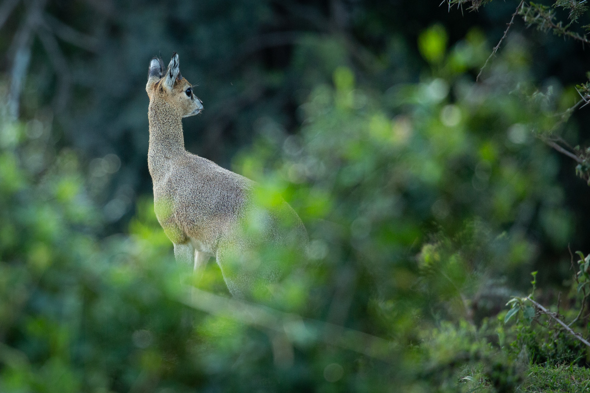 klipspringer