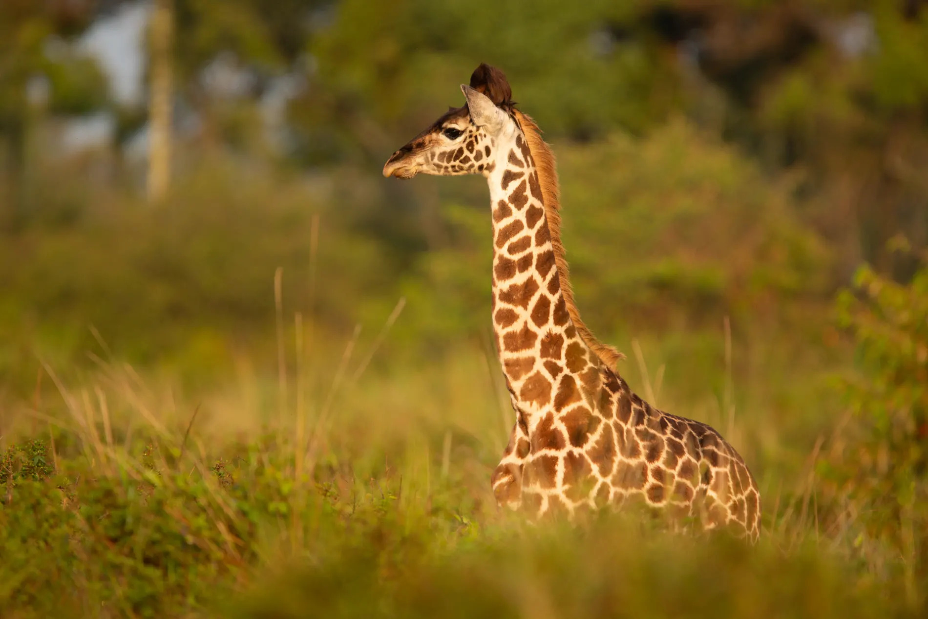Baby Giraffe