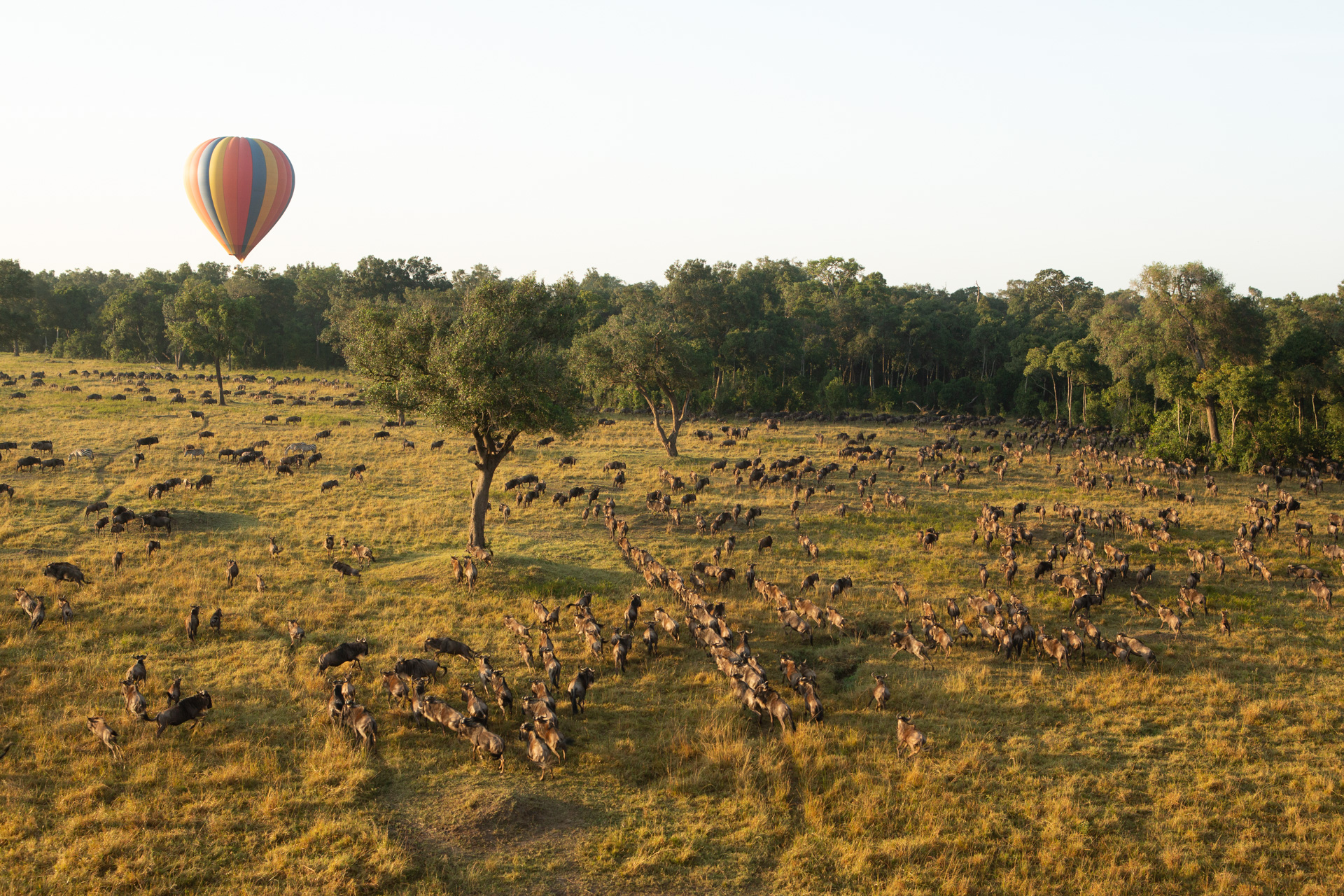 wildebeest and hot air balloon