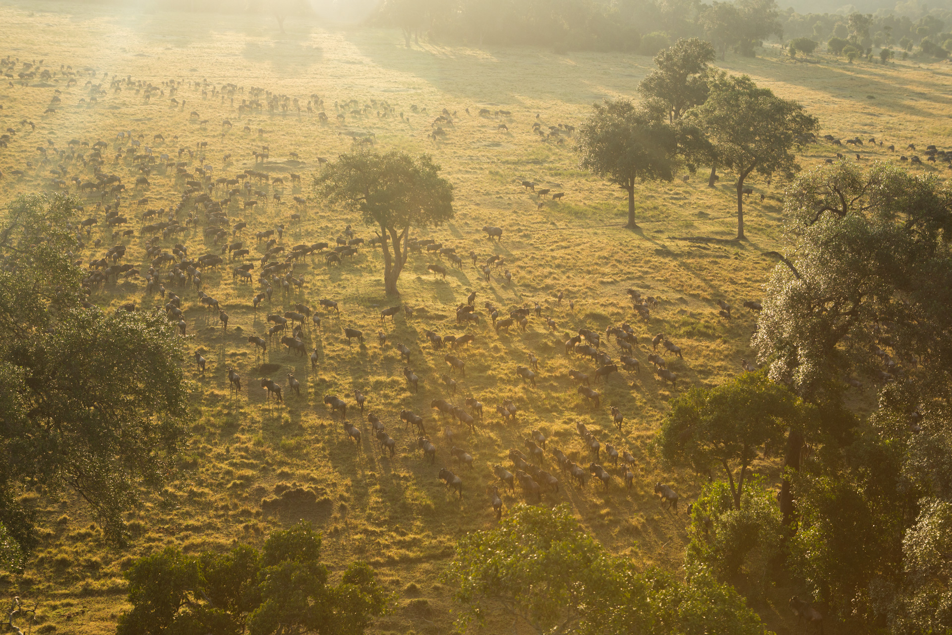 wildebeest from above