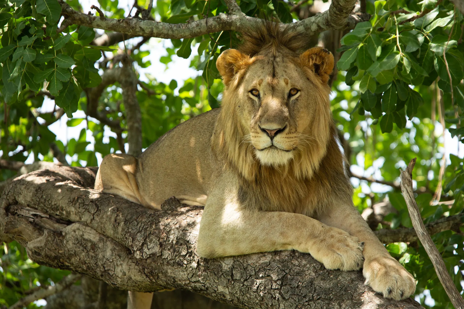 Male Lion in Tree