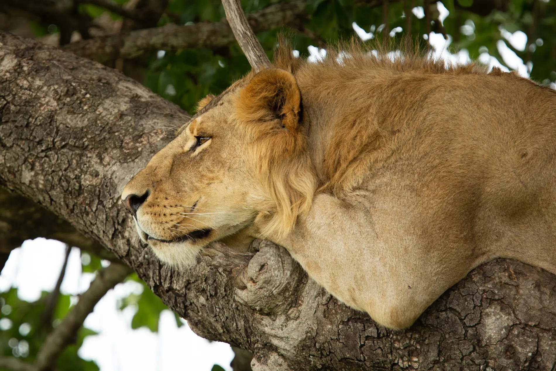 Lion in tree side on