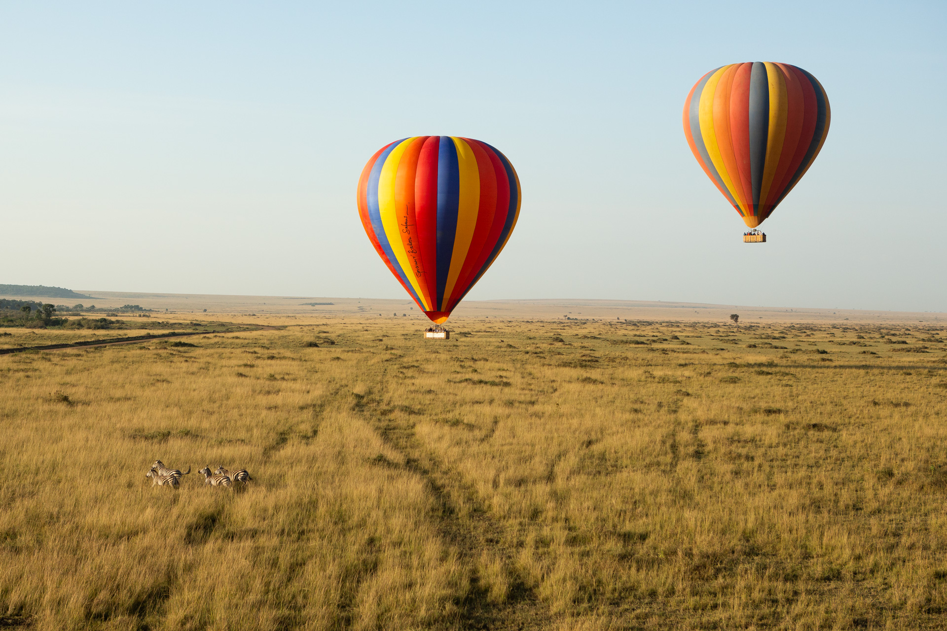 Balloons and Zebra