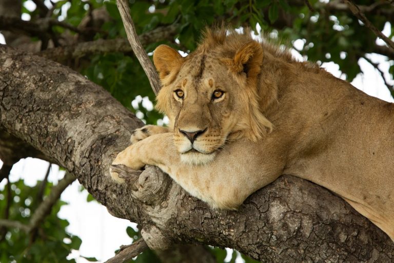 LIon in tree with arm