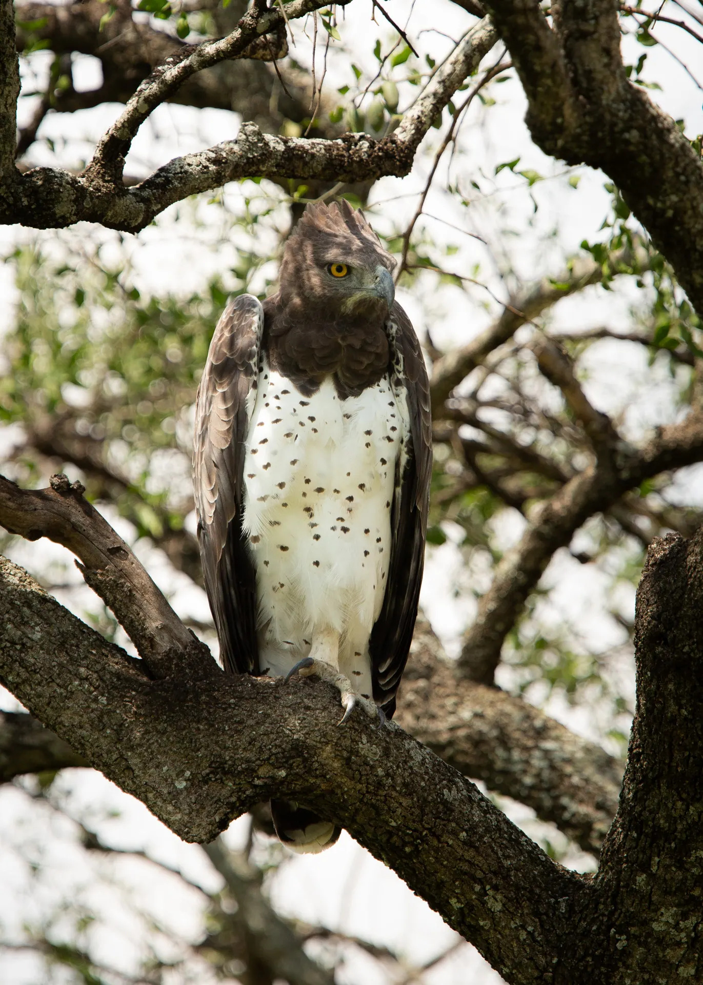 Martial Eagle
