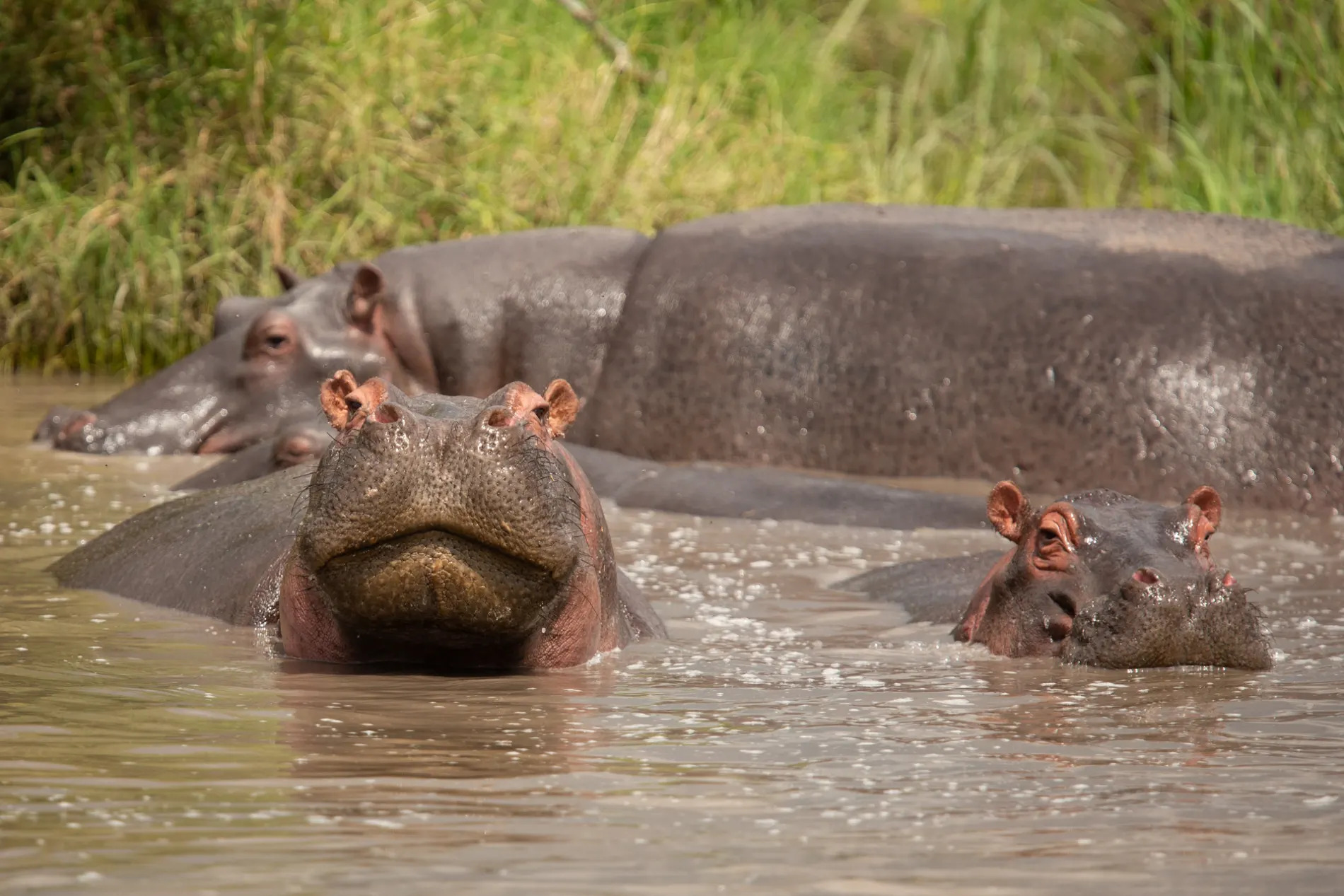 Hippo face