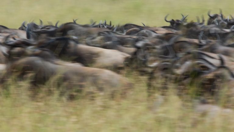 Wildebeest blur