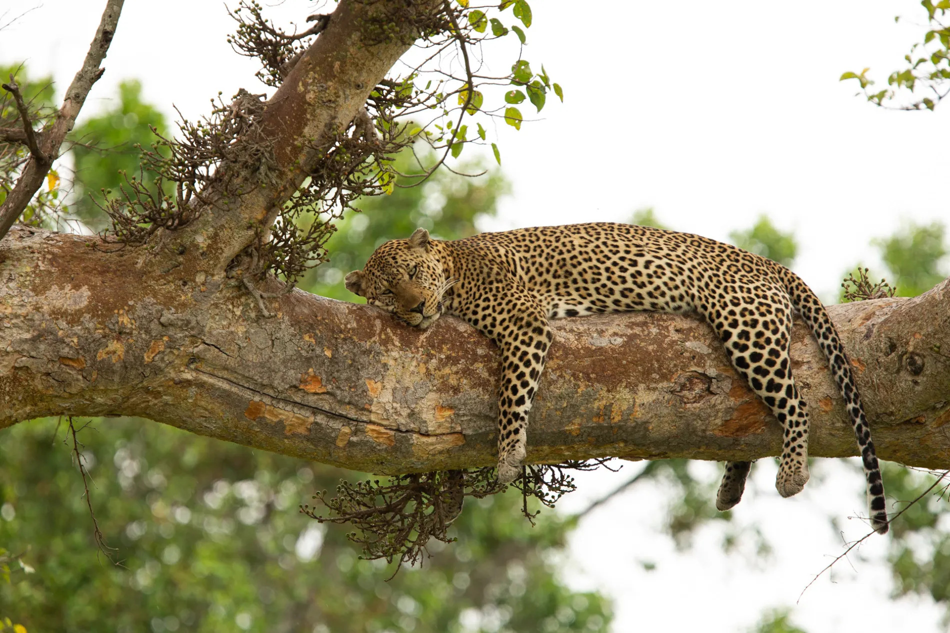 Leopard in Tree