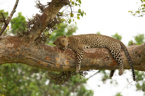 A leopard doses happily on a warm afternoon in the Mara - Adam Bannister