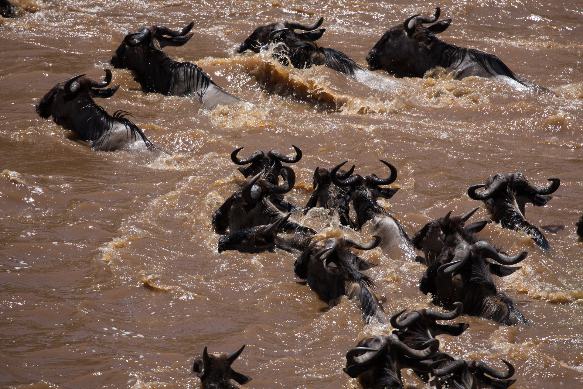 wildebeest crossing