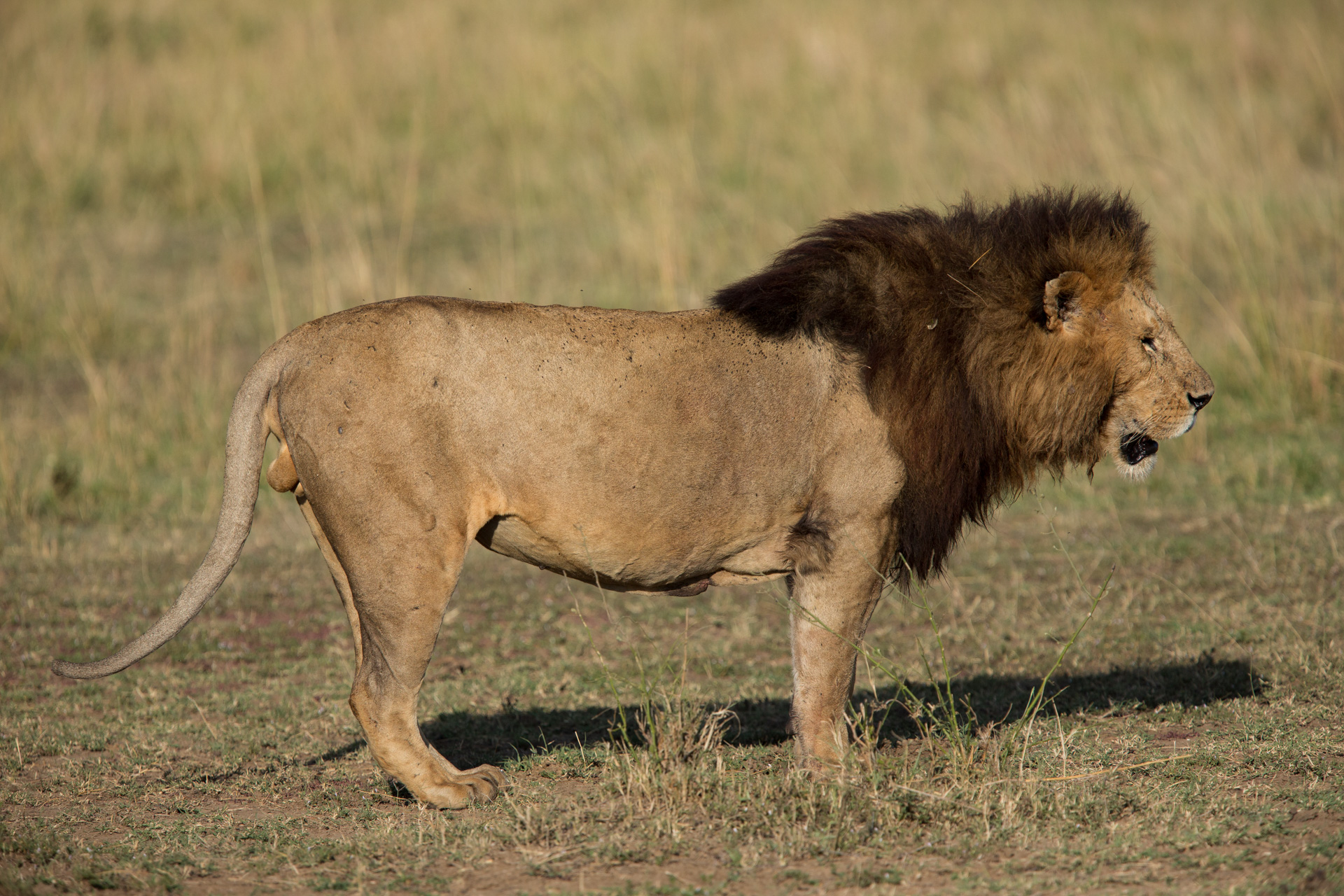 side on of male lion