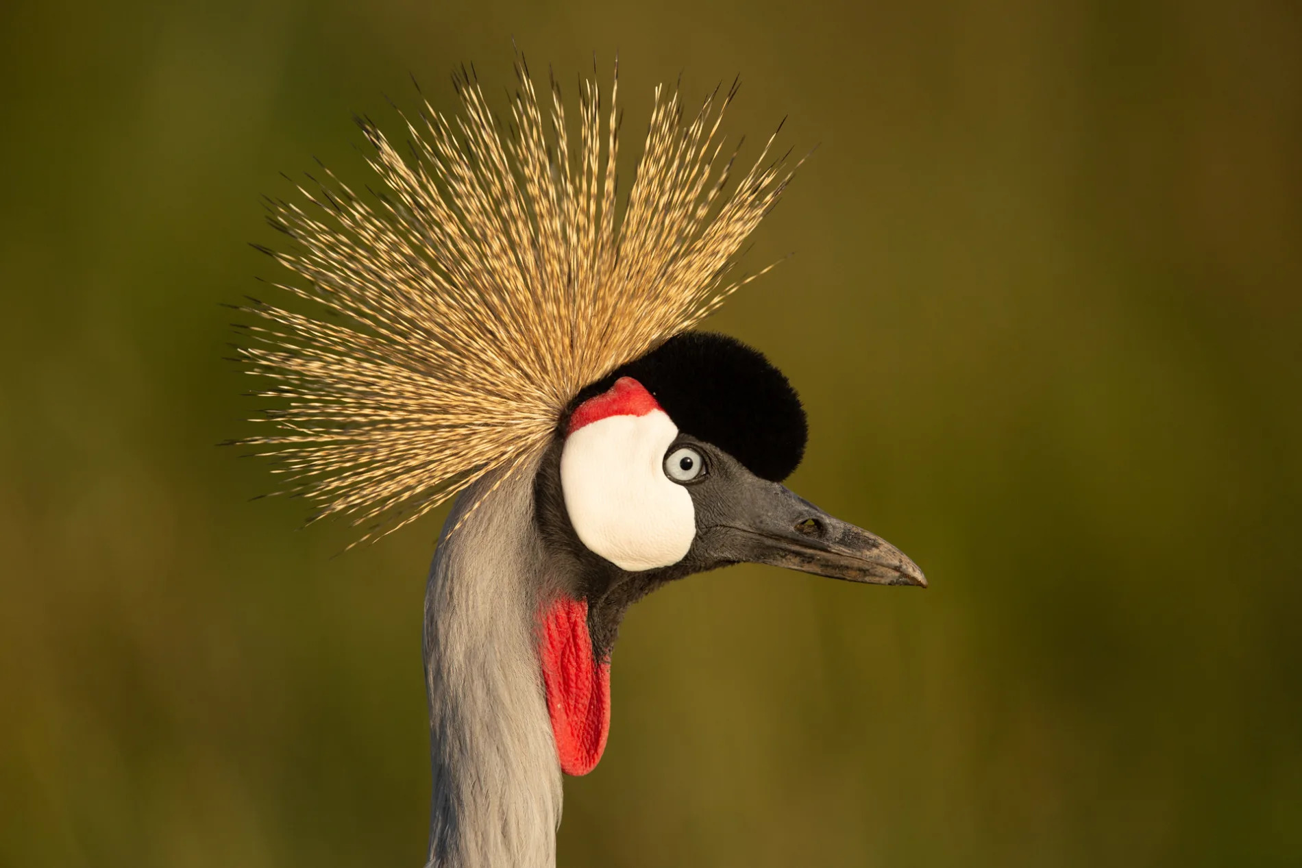Crane