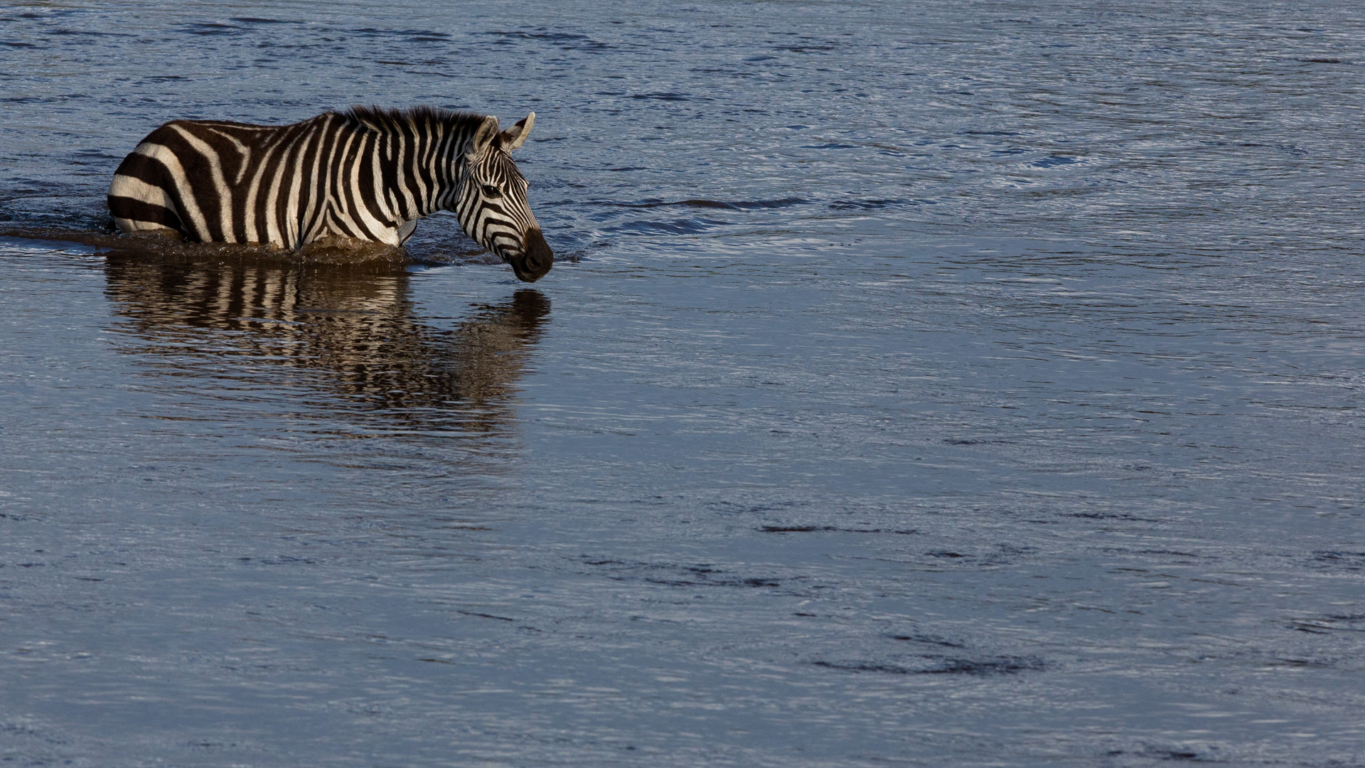 Zebra crossing river