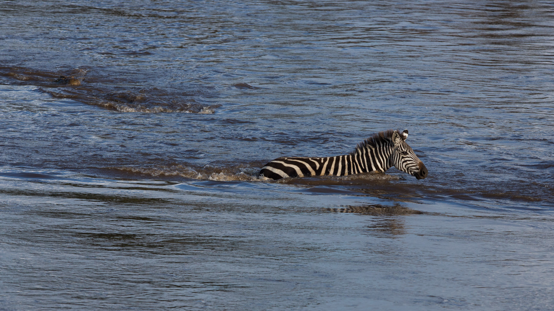 Zebra deep in the river