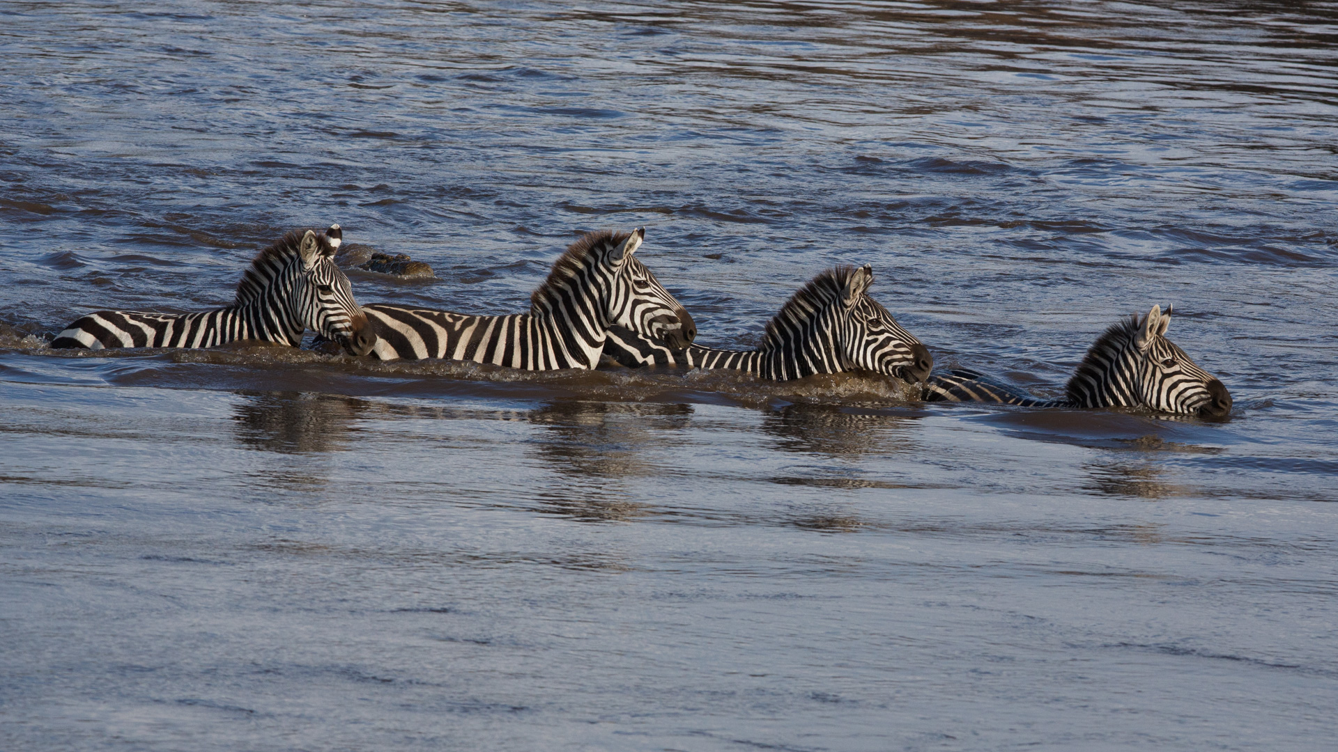 Zebras crossing 