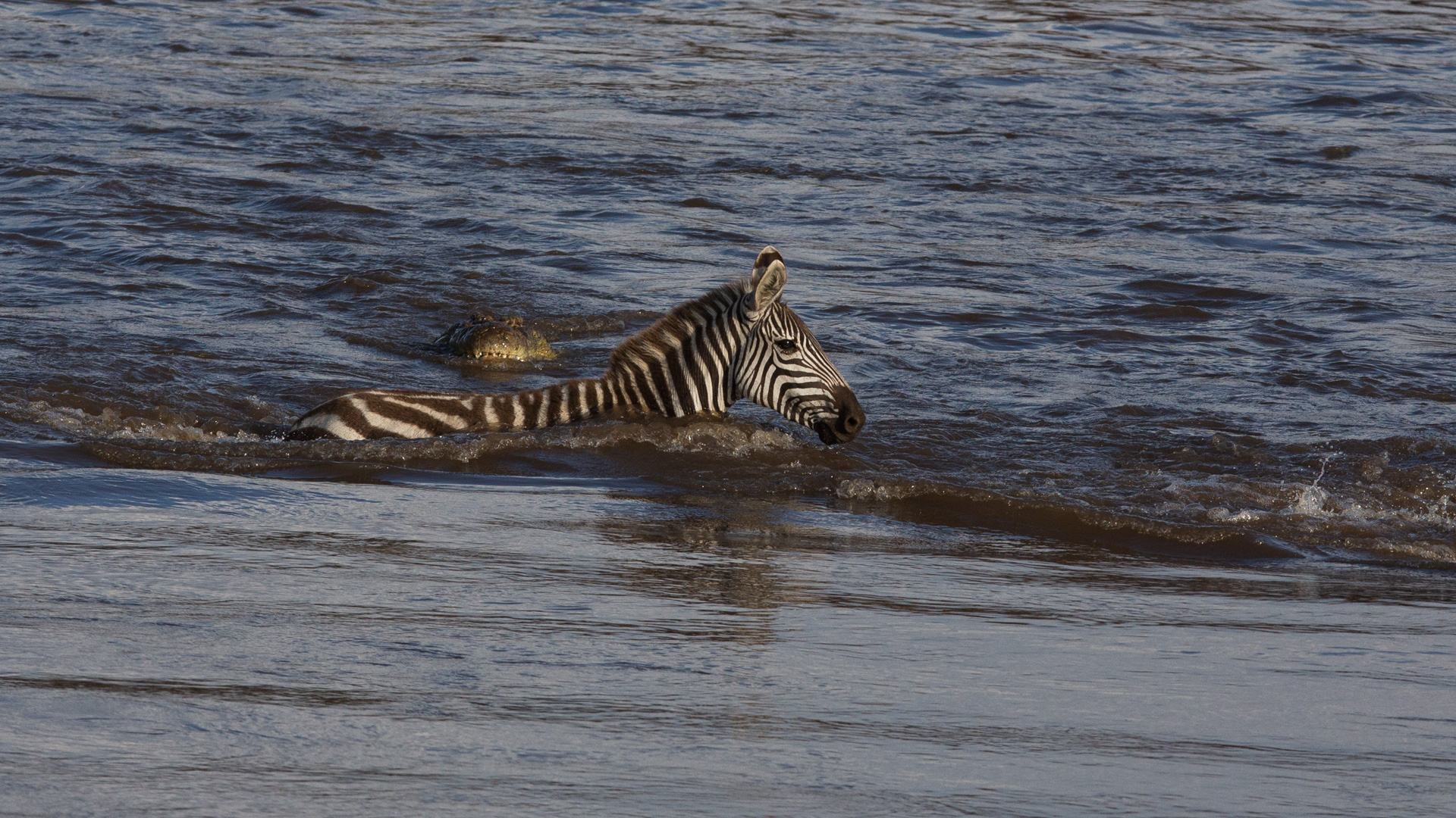 Crocodile chasing zebra
