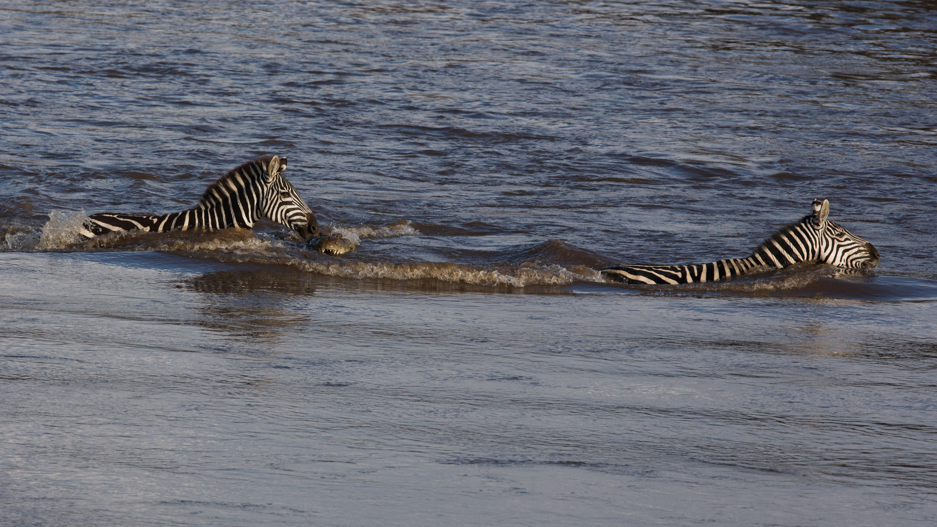 Zebra escaping crocodile