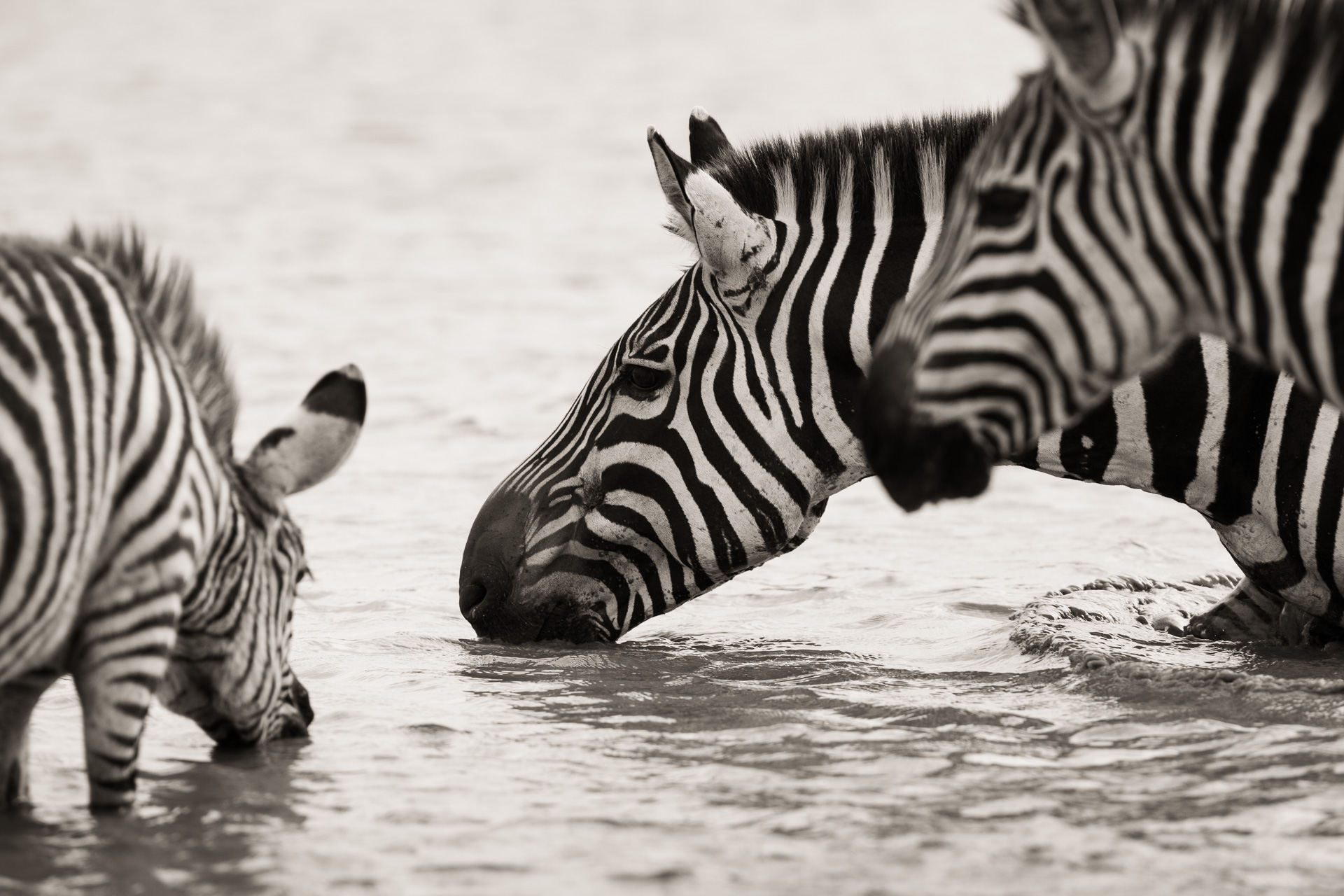 zebra drinking