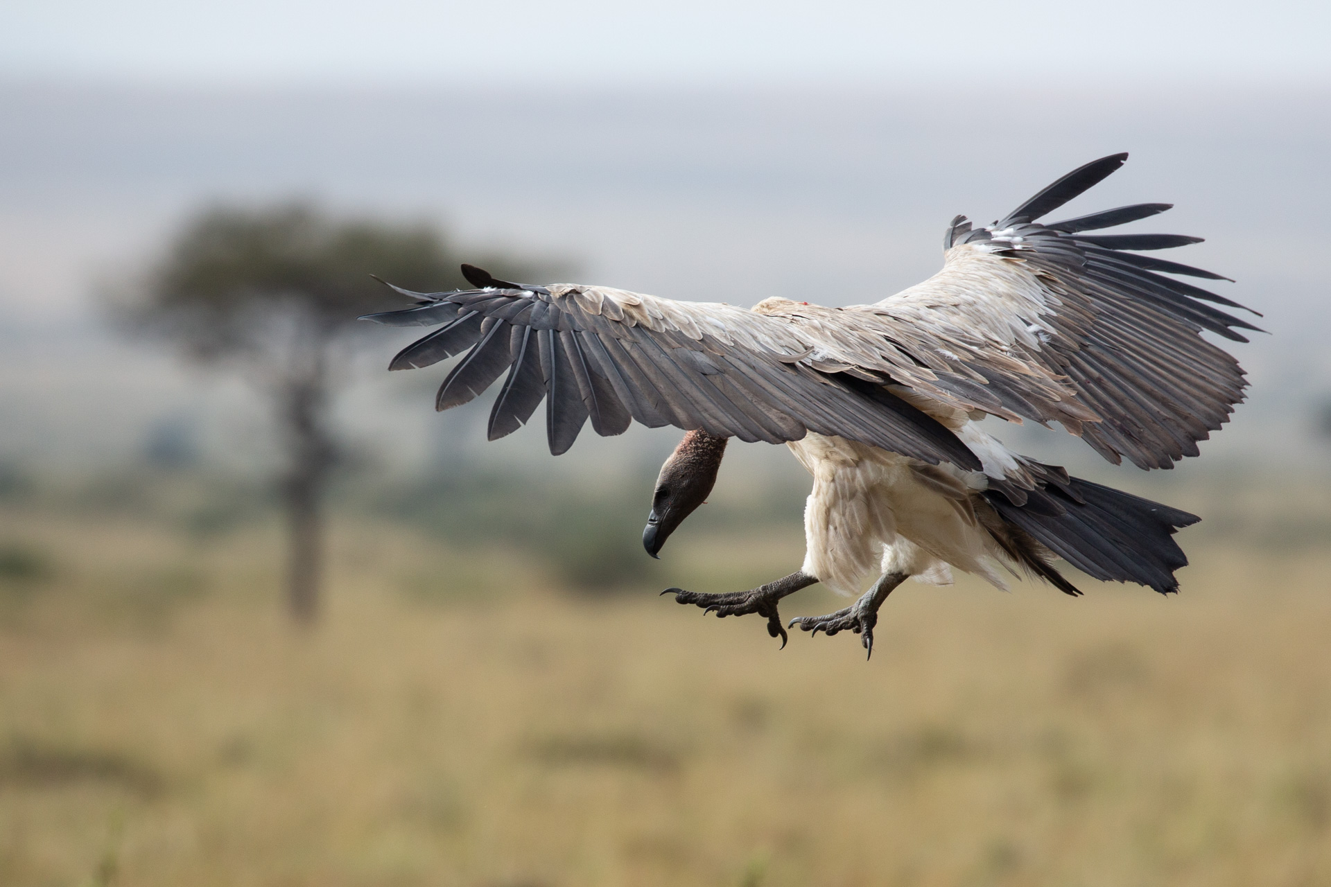 Vulture landing