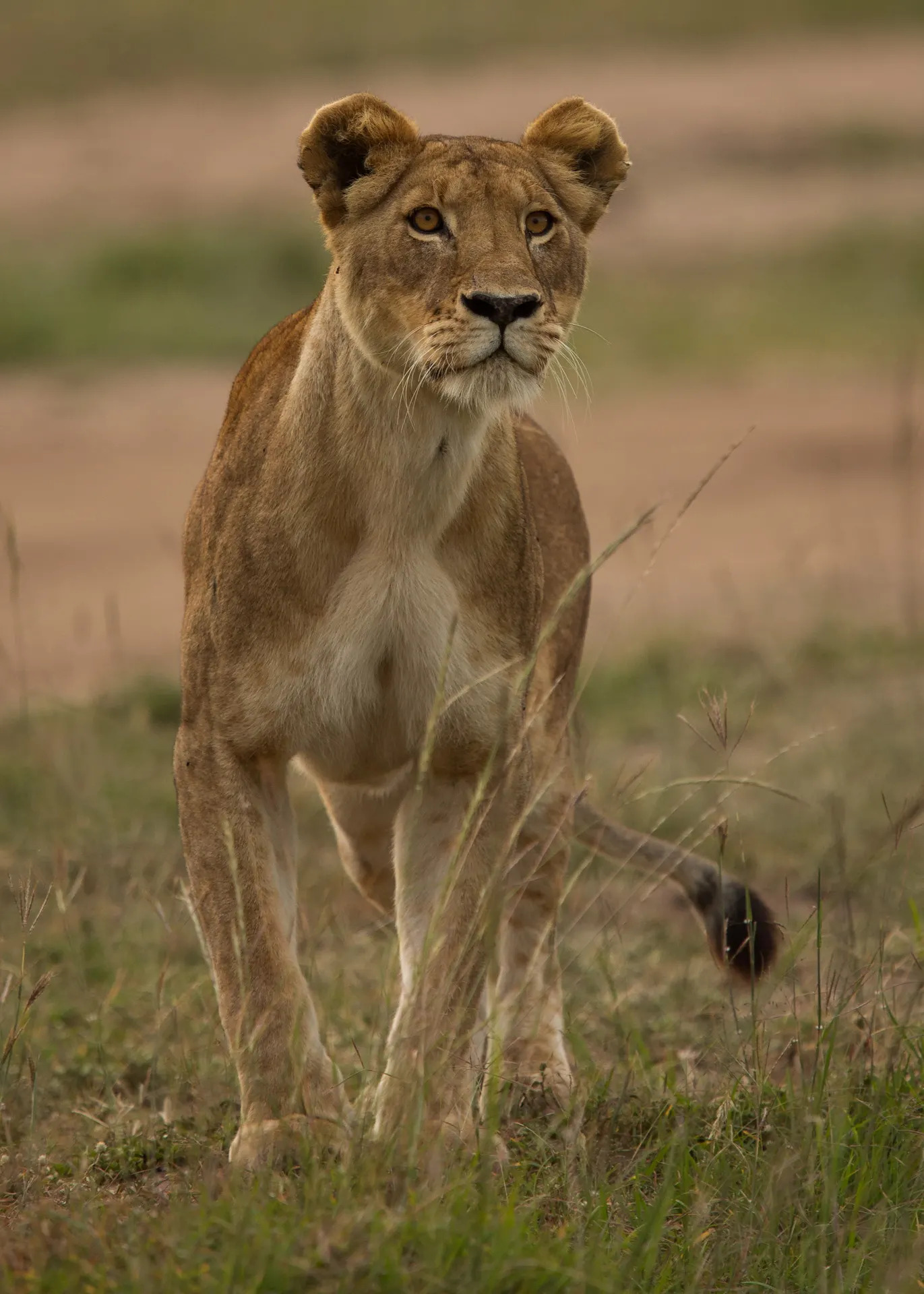 Lioness Stare