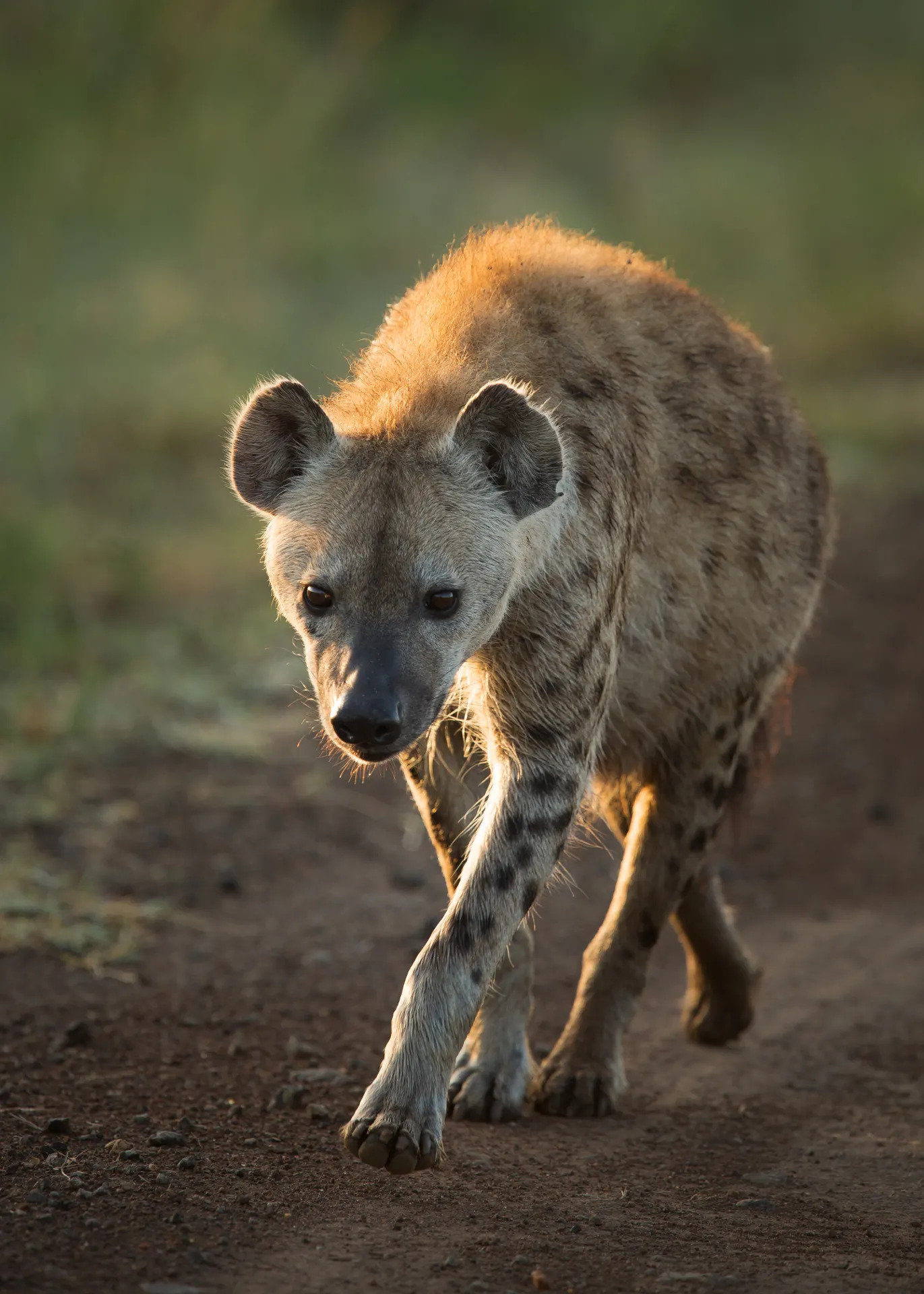 Hyena walking 