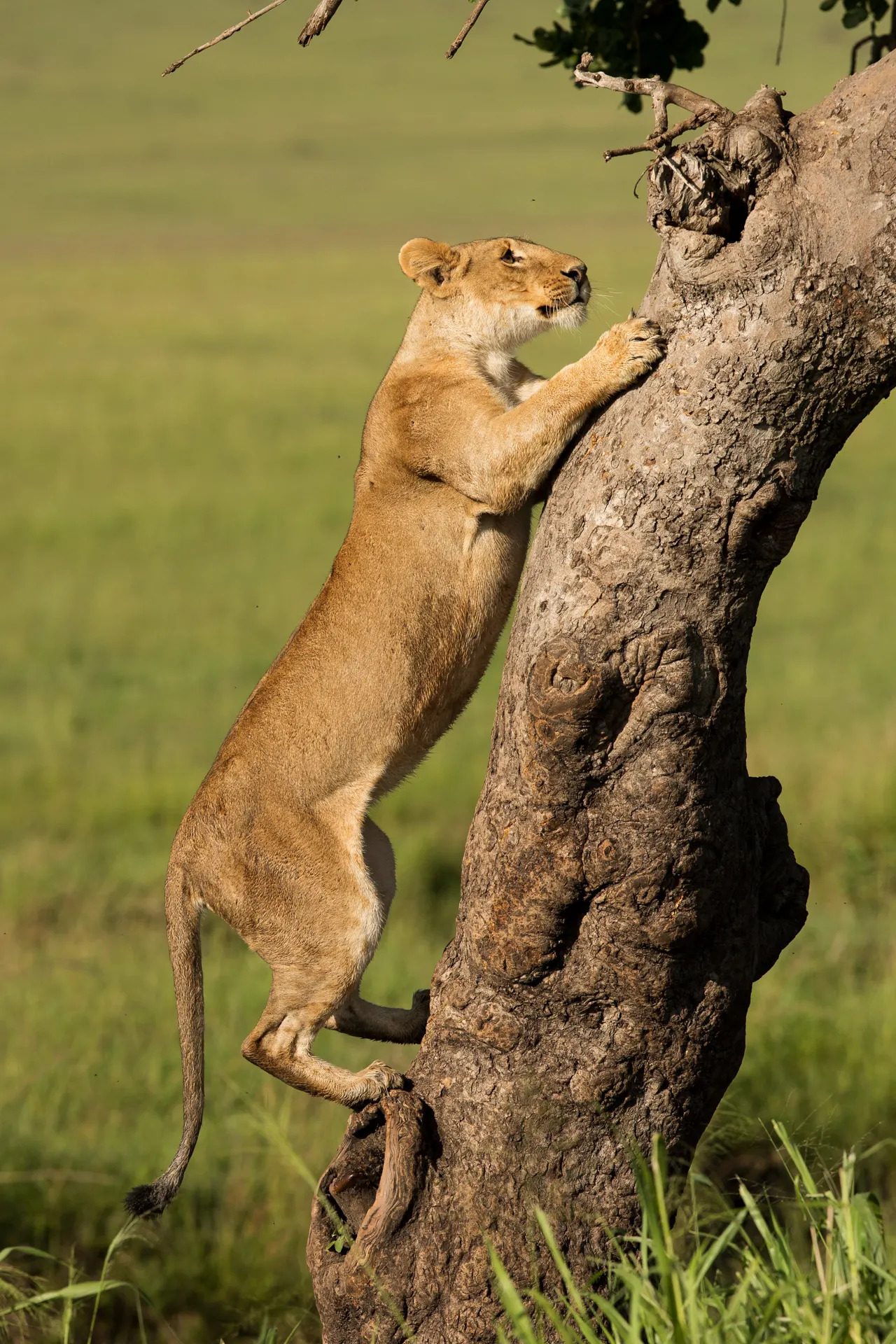 Lion climbing tree