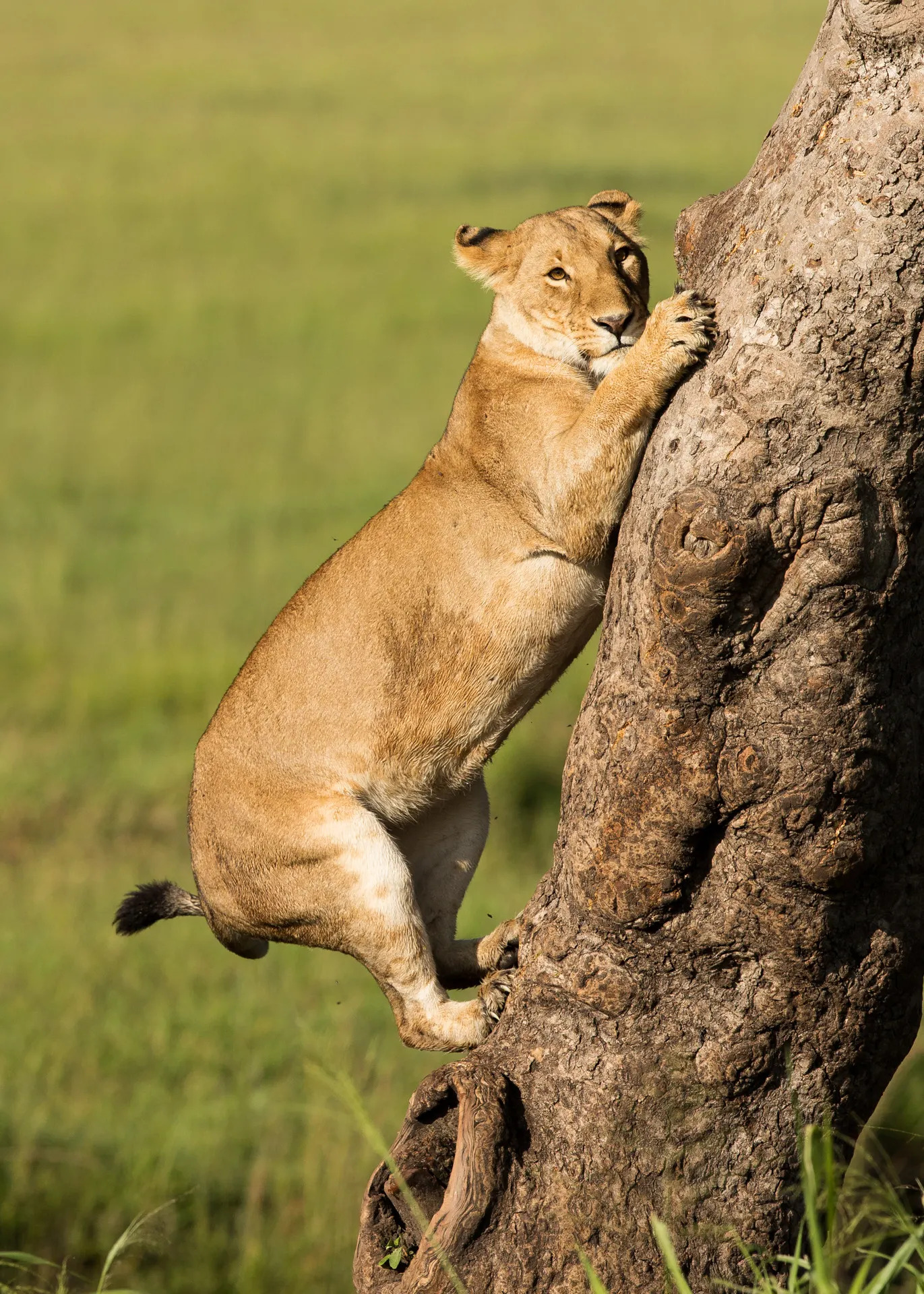 Lion climbing tree 2