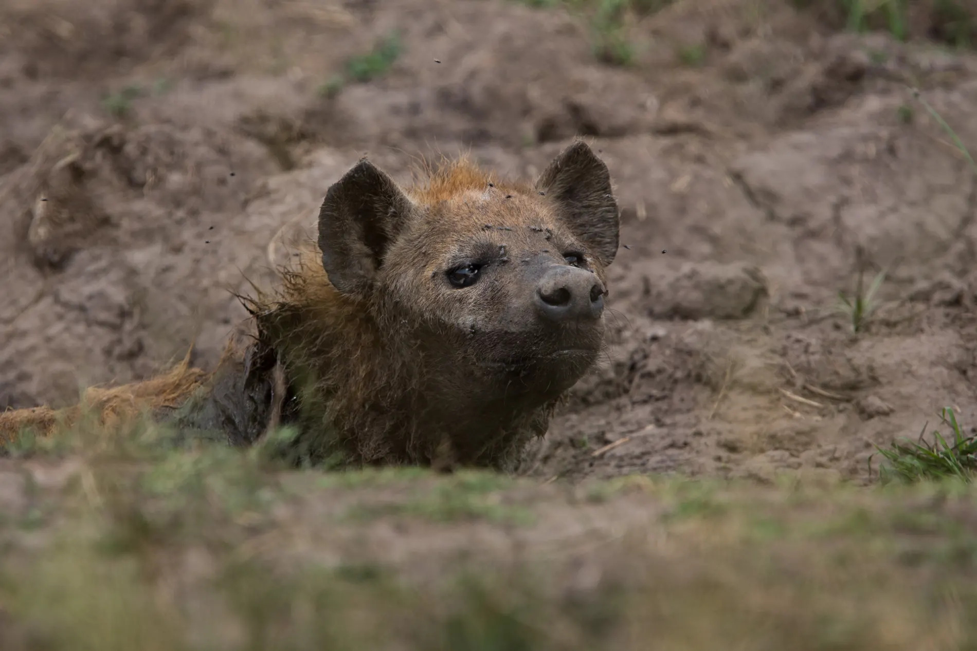 hyena in mud