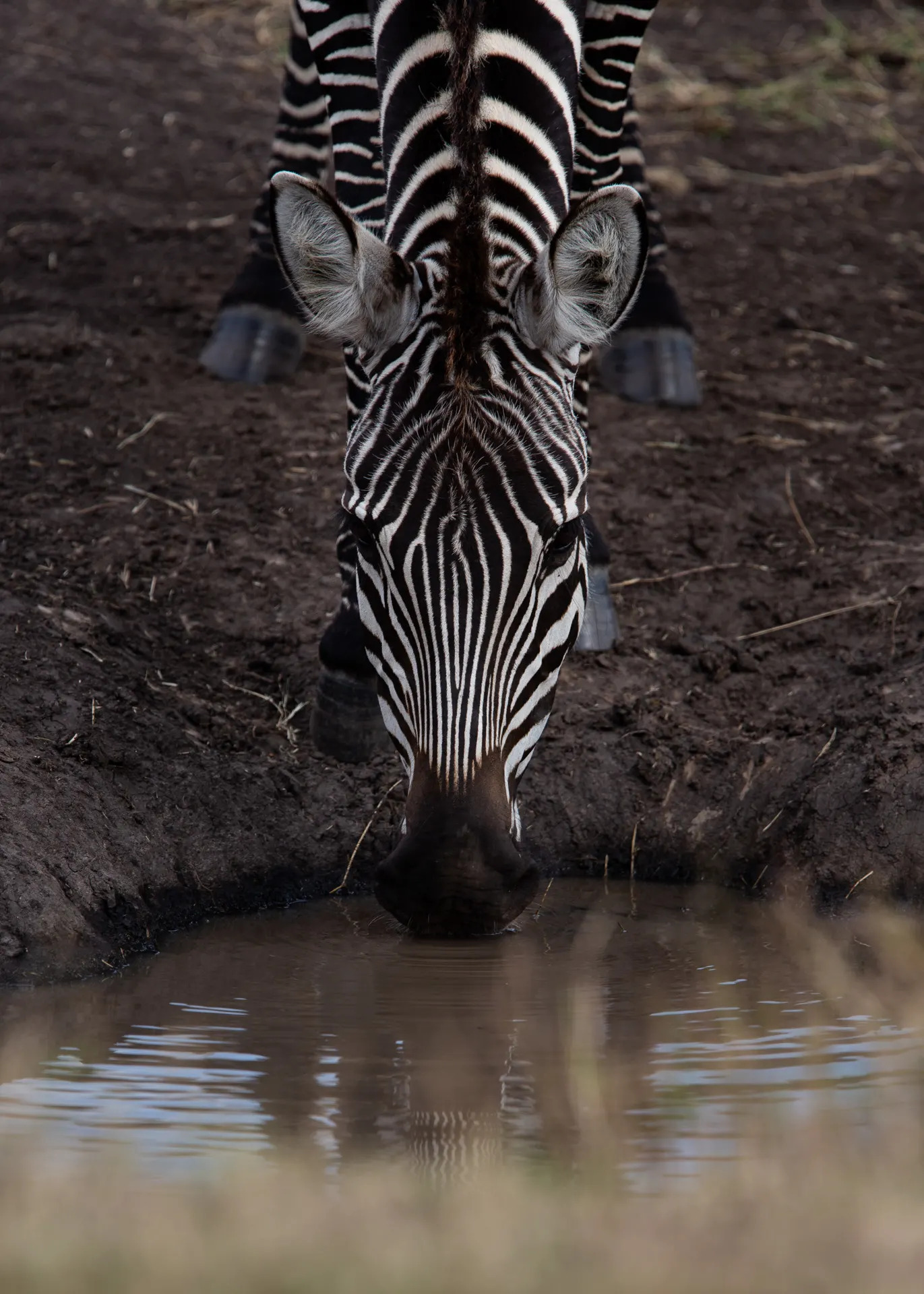 Zebra drinking 